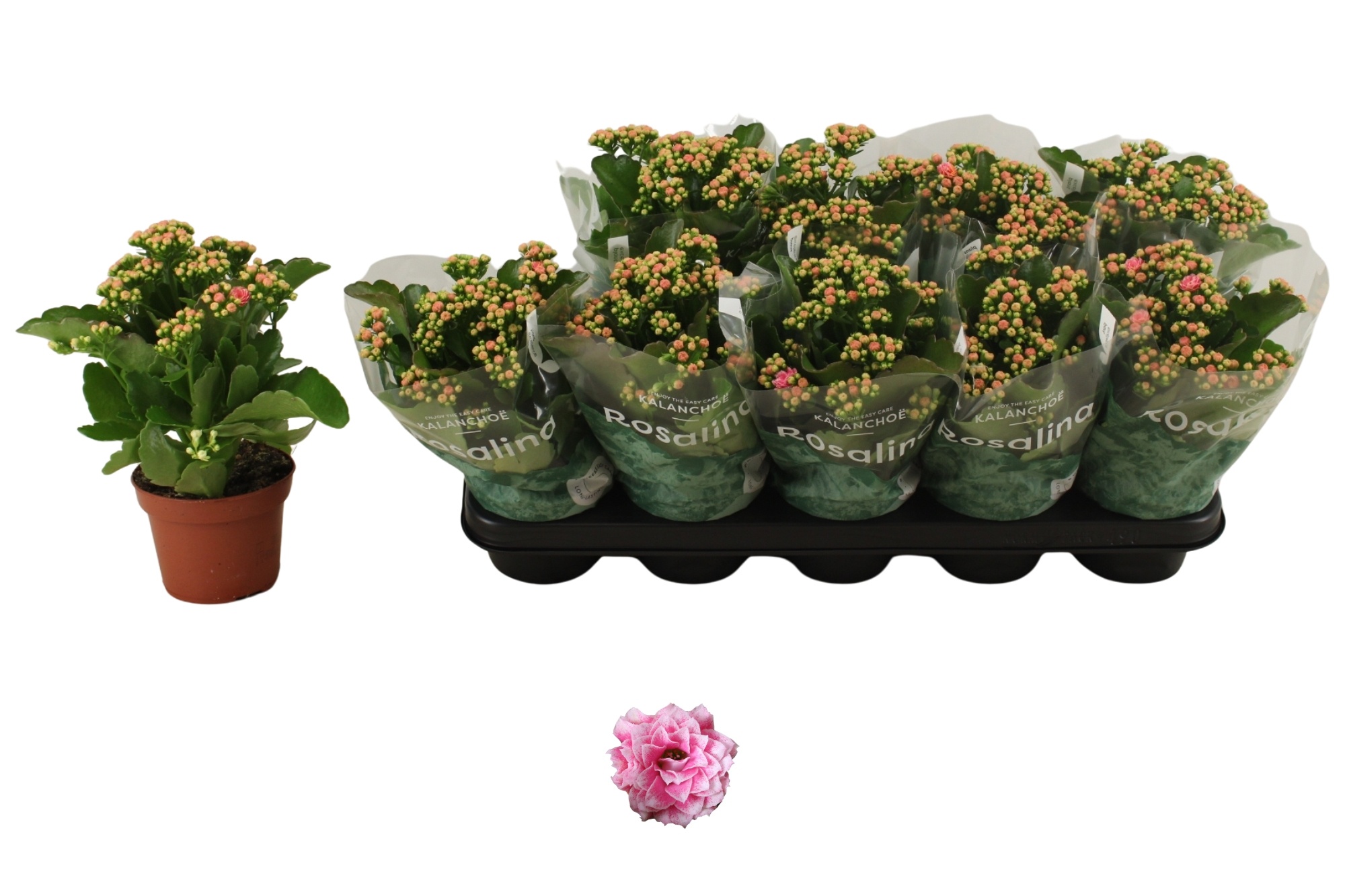 Kal Ge Alano Bicolor 12P 27H 11bloei