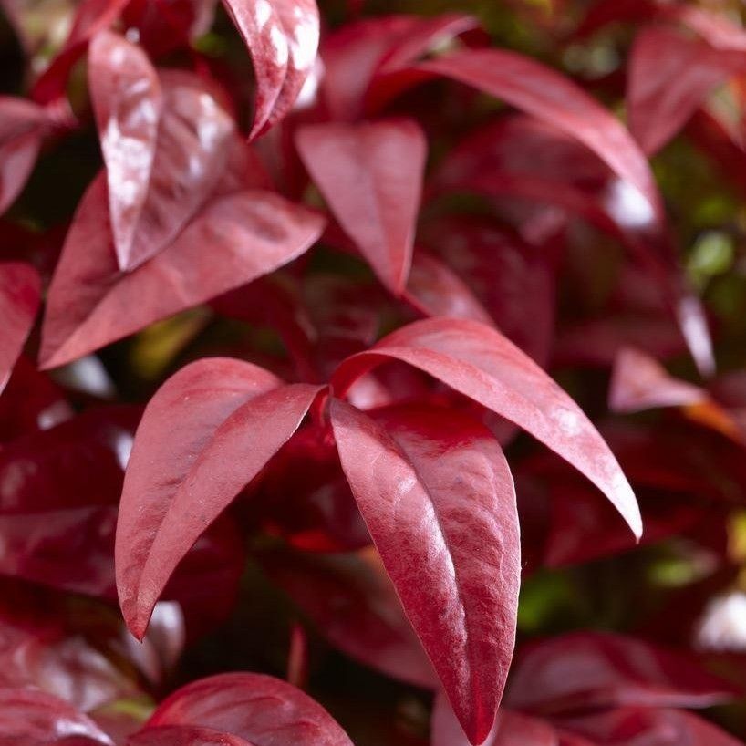 Picture of Nandina domestica 'Blush Pink'