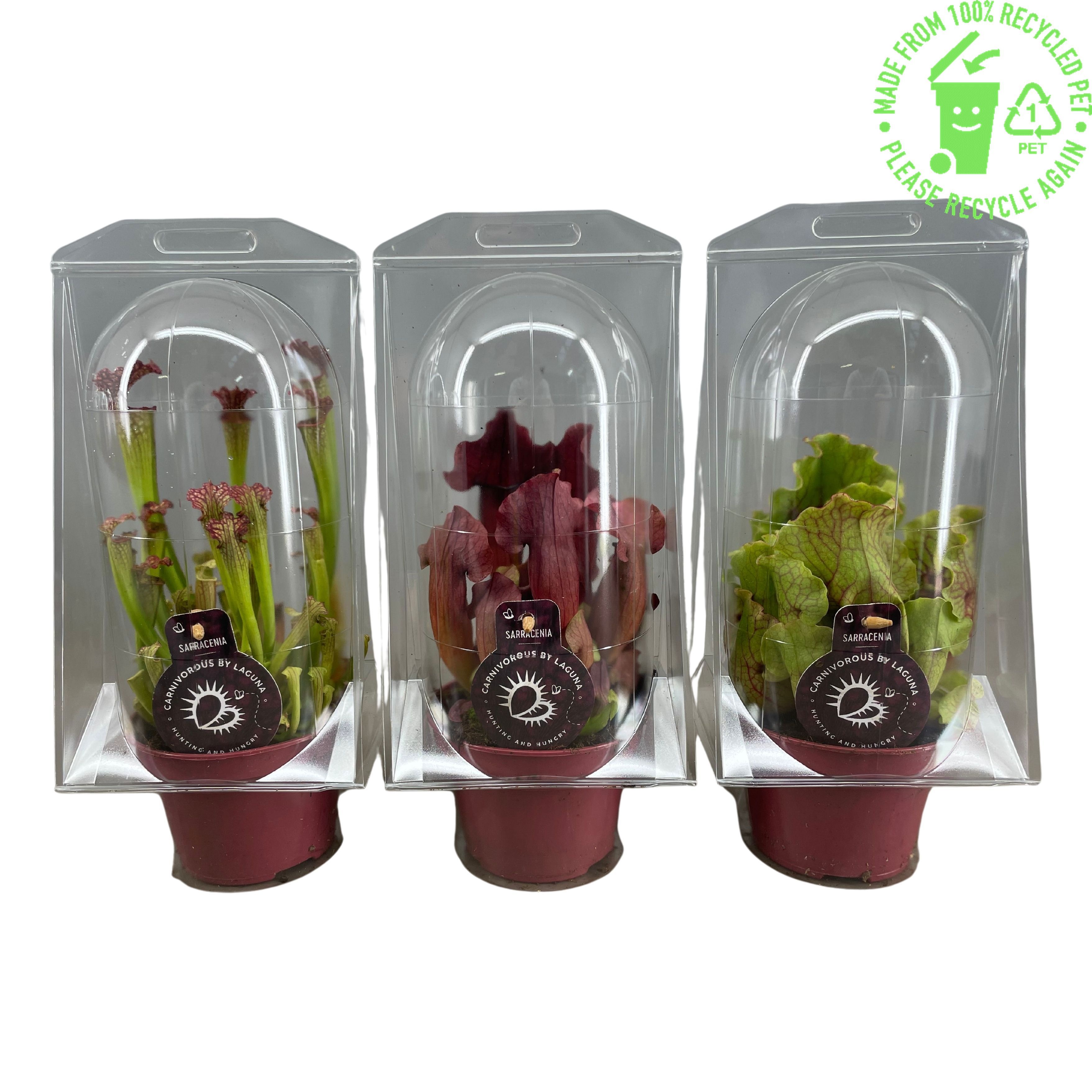 Sarracenia Ov 12P 20H