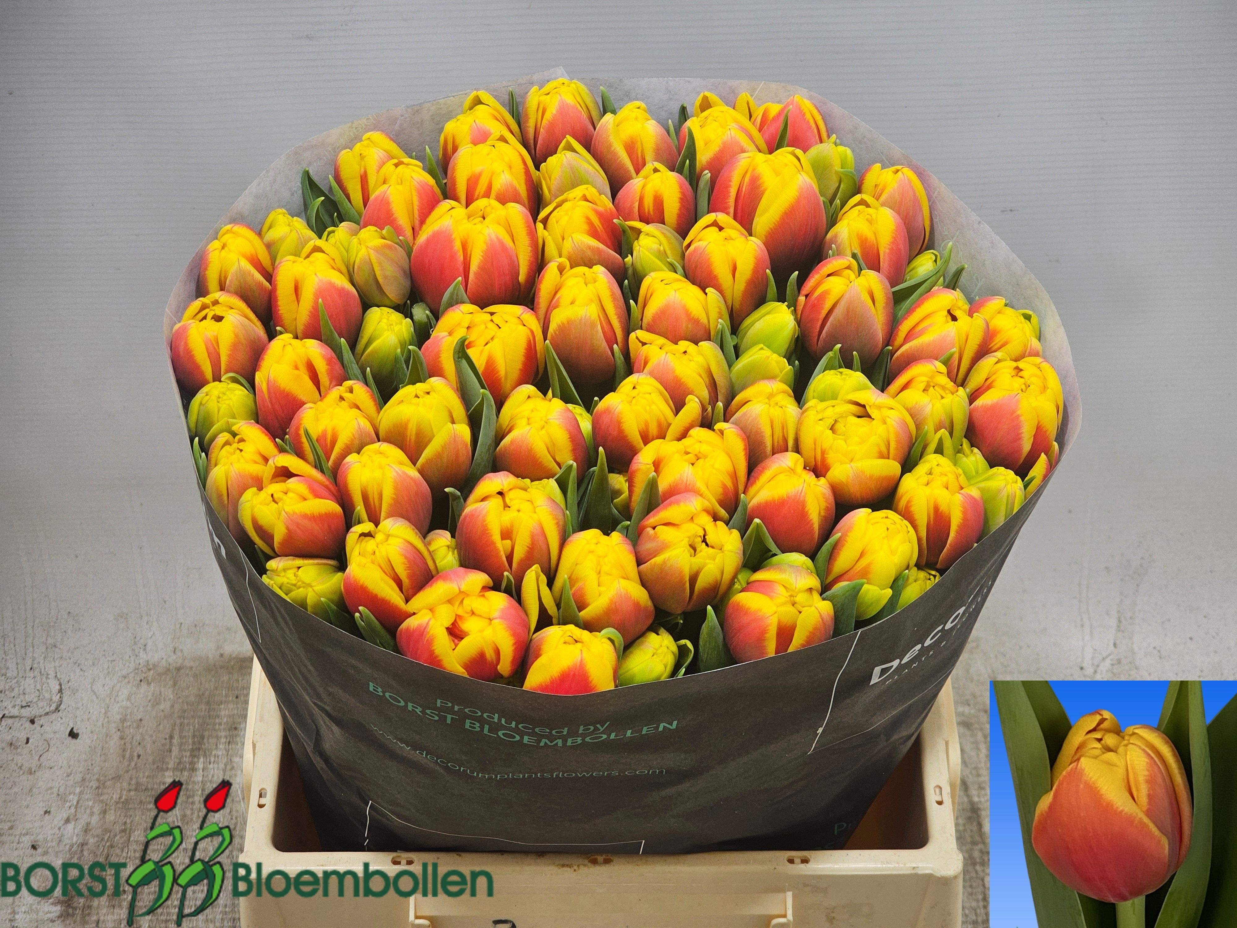 Tulipa Double Shell 38cm 32gram