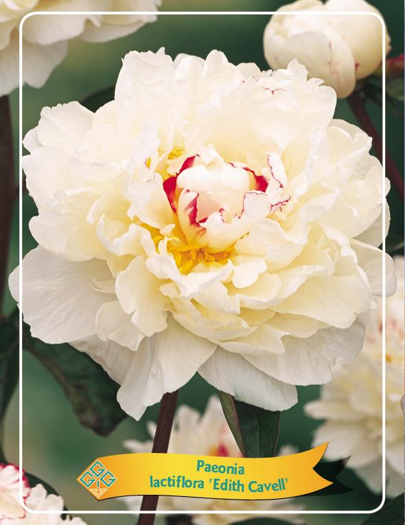 Picture of Paeonia Lactiflora Mix CC P11