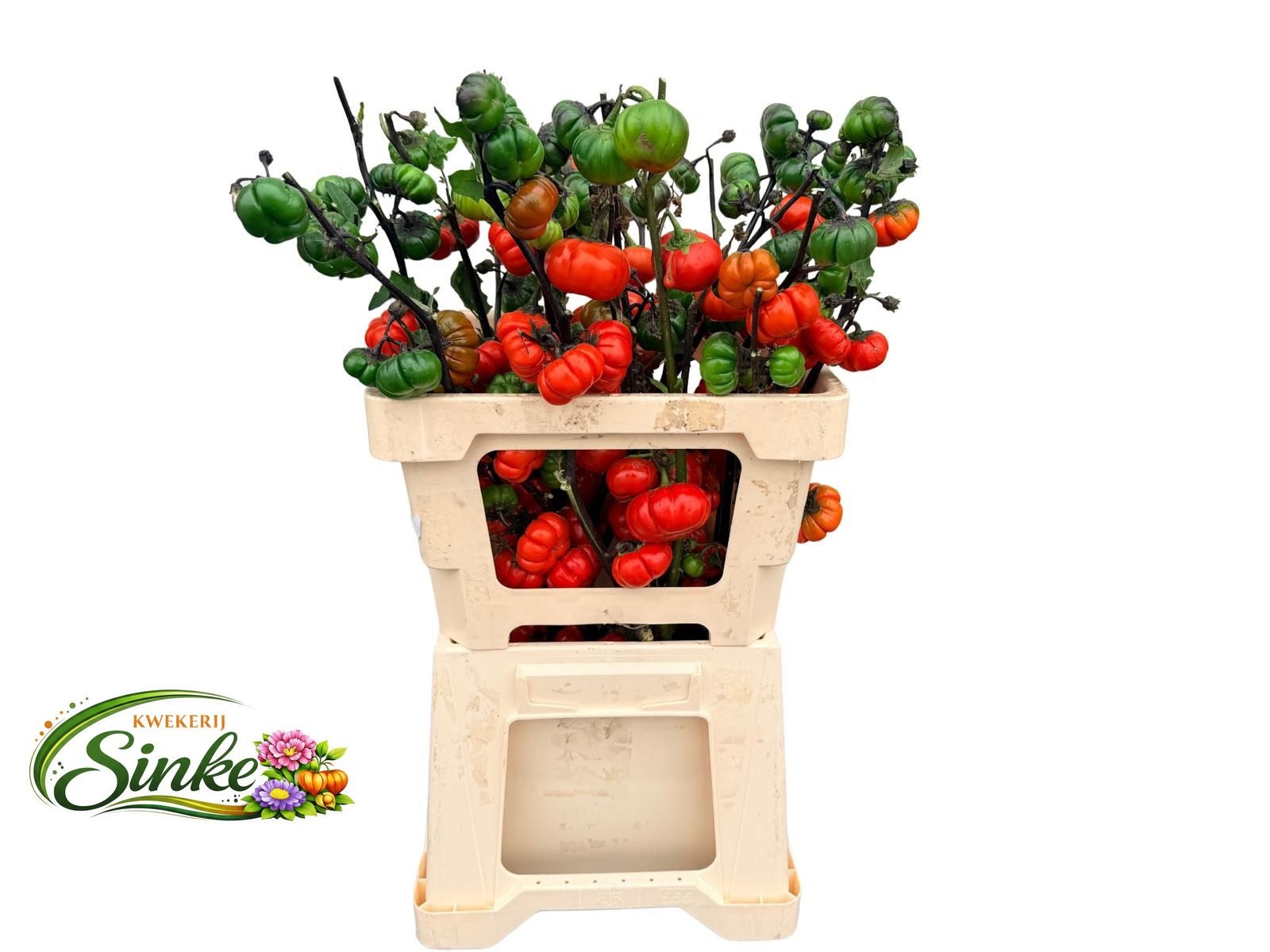 Sola In Tomaat Tak 60cm