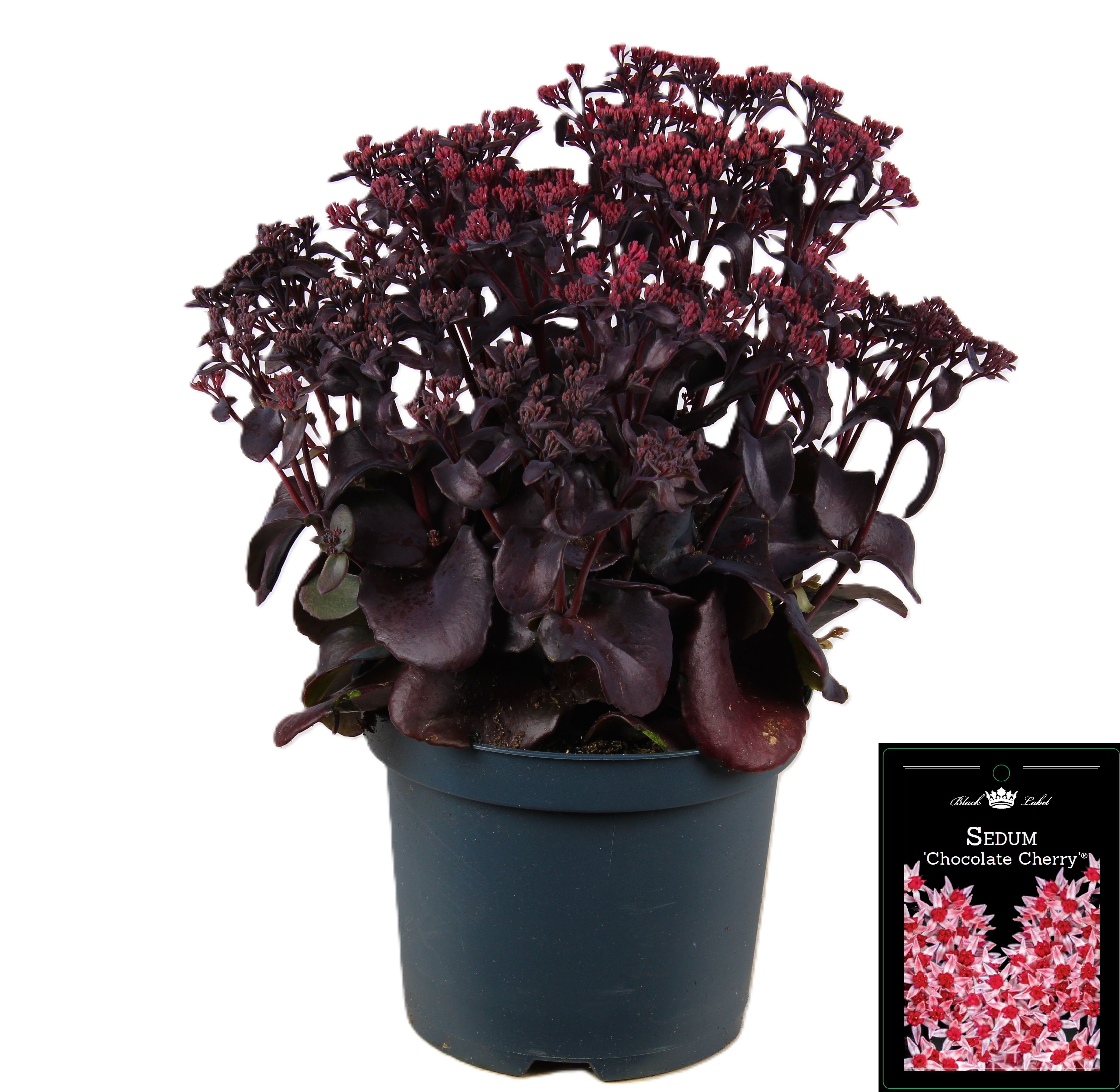 Picture of Sedum Chocolate Cherry