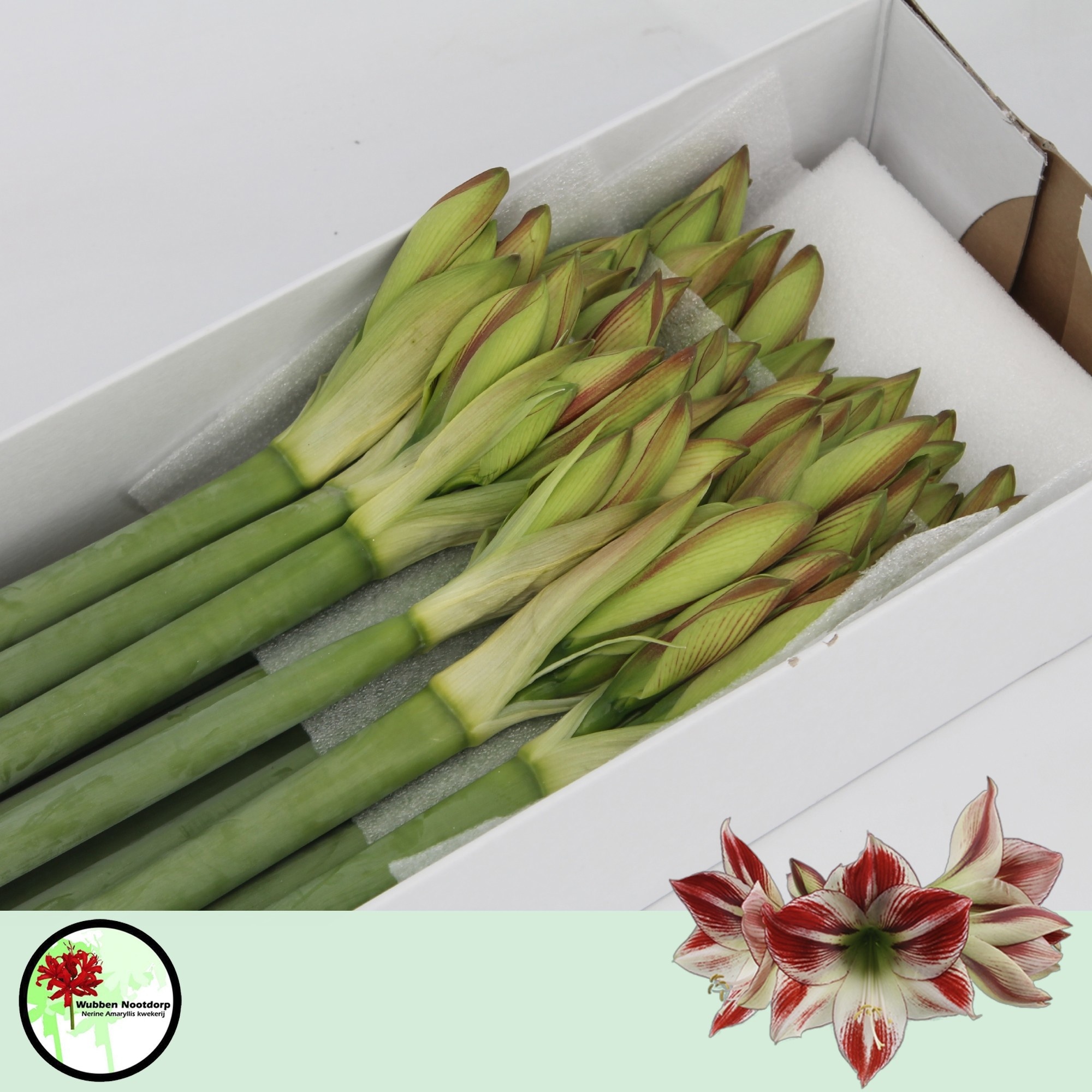 Hippeastrum Ambiance 4bl