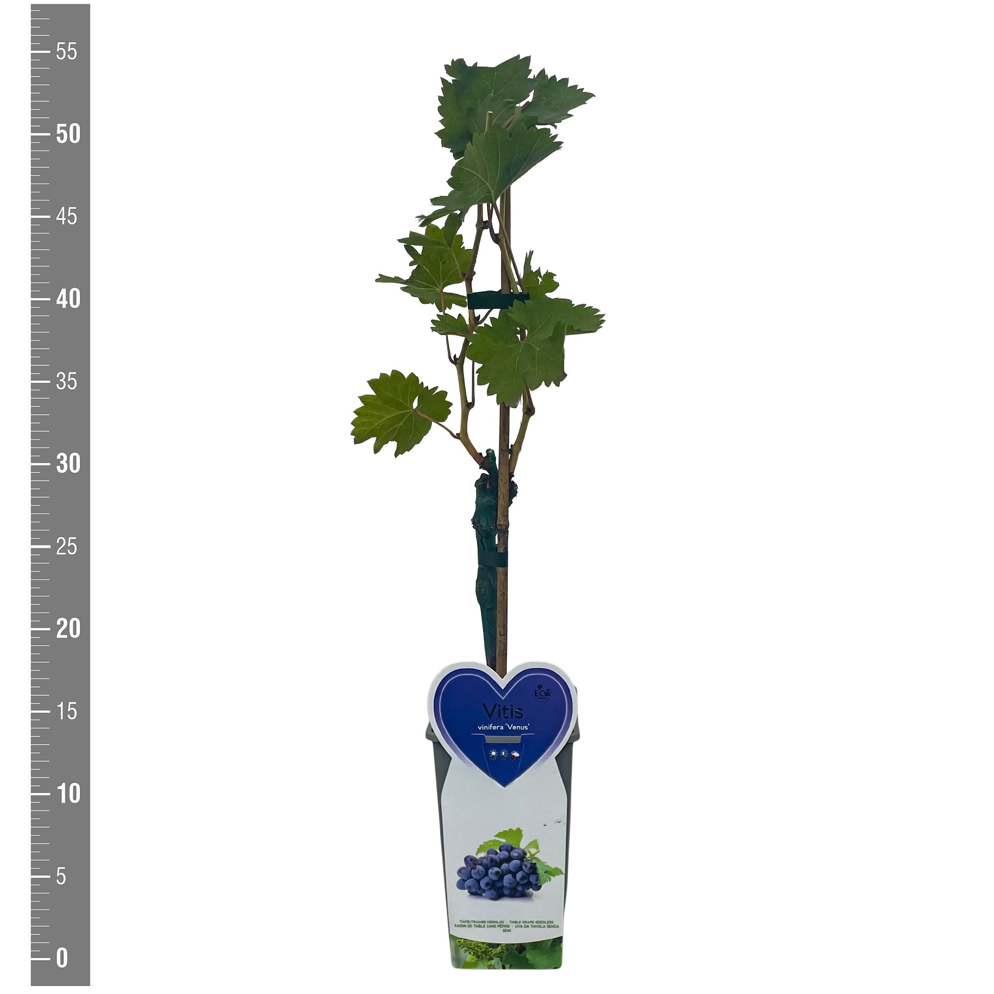 Vitis Kleinfruit Vitis vin. 'Venus' 2 liter (druif blauw veredeld)