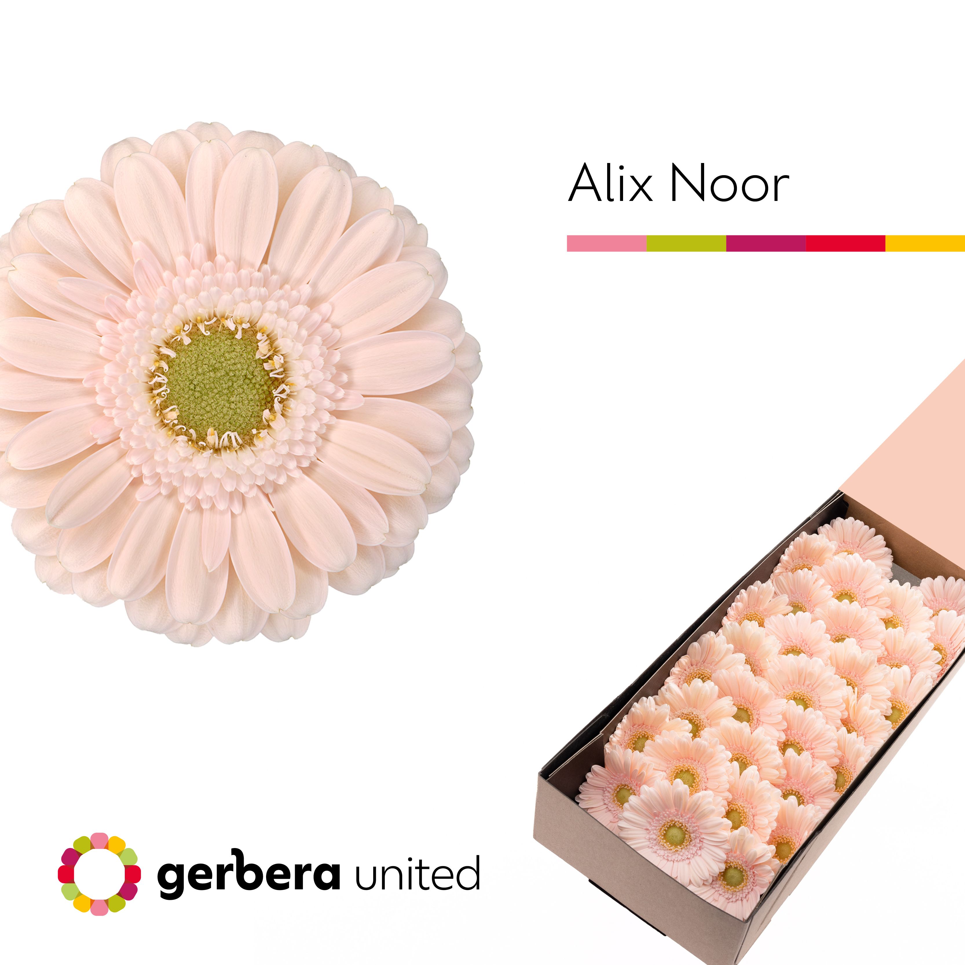 Ge Mi Alix-noor