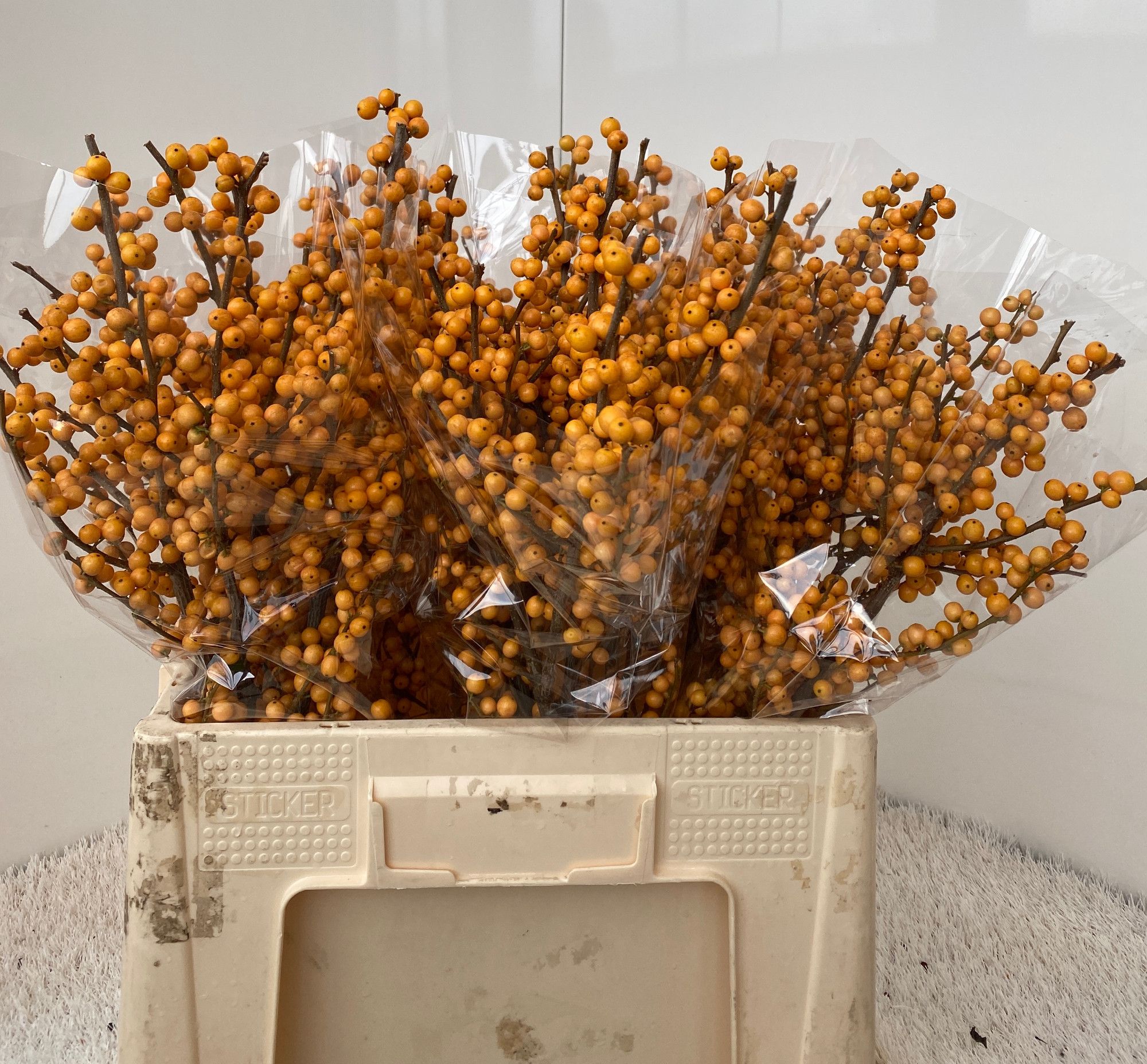 Ilex Golden Verboom 60cm