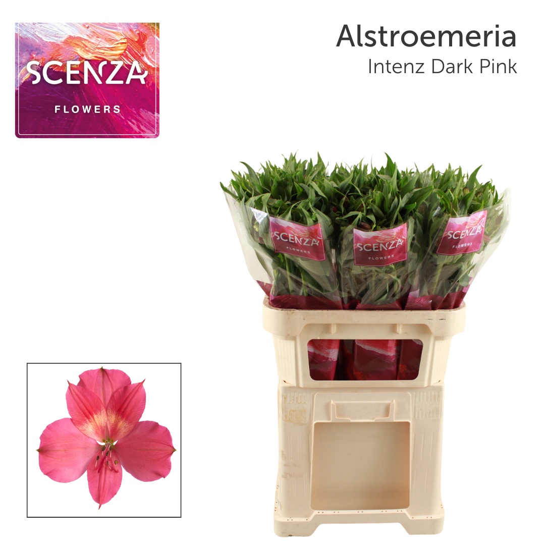 Alstr Intenz Da Pink