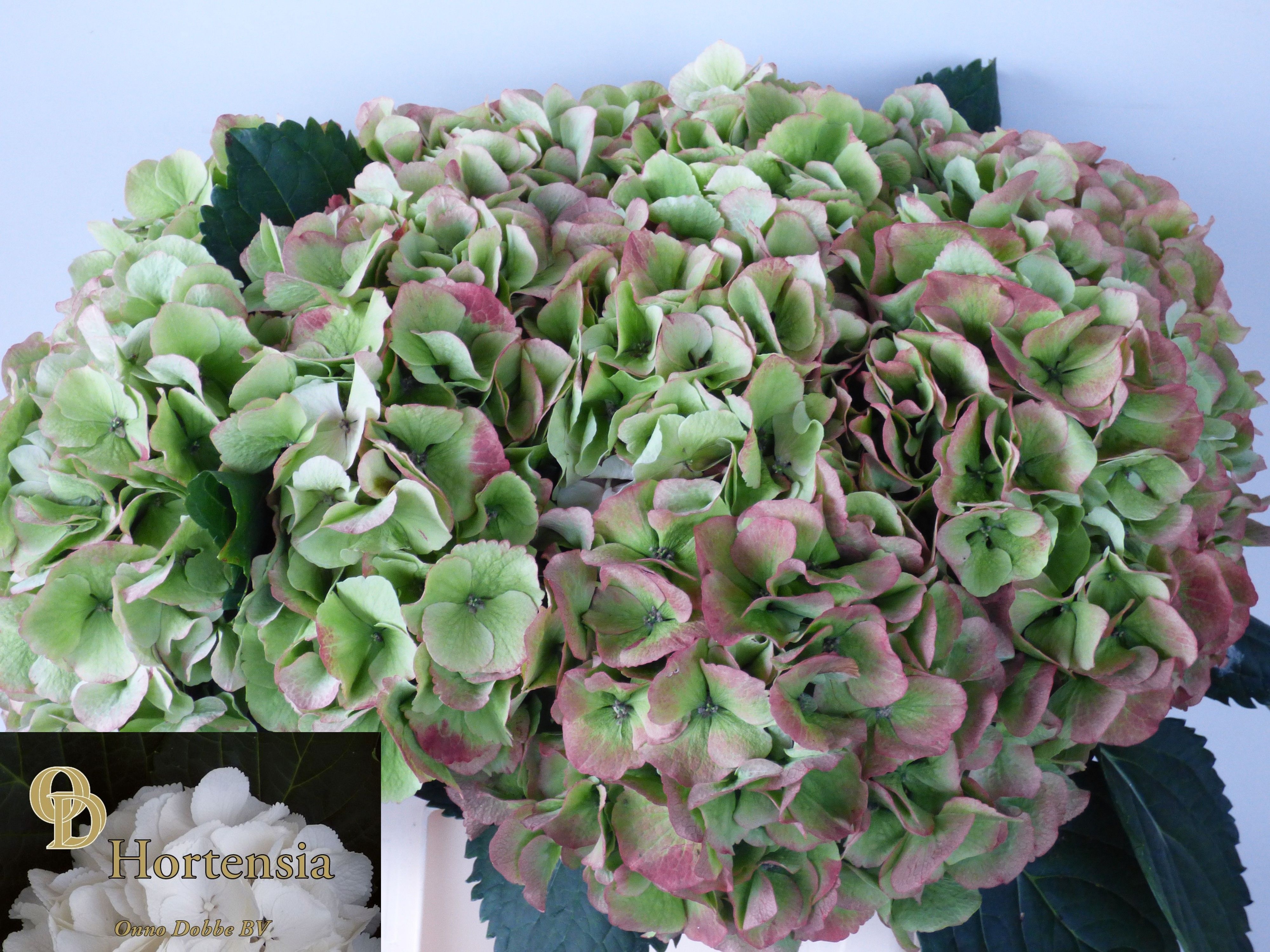 Hydrangea Verena Classic Pink 40cm 24Ø