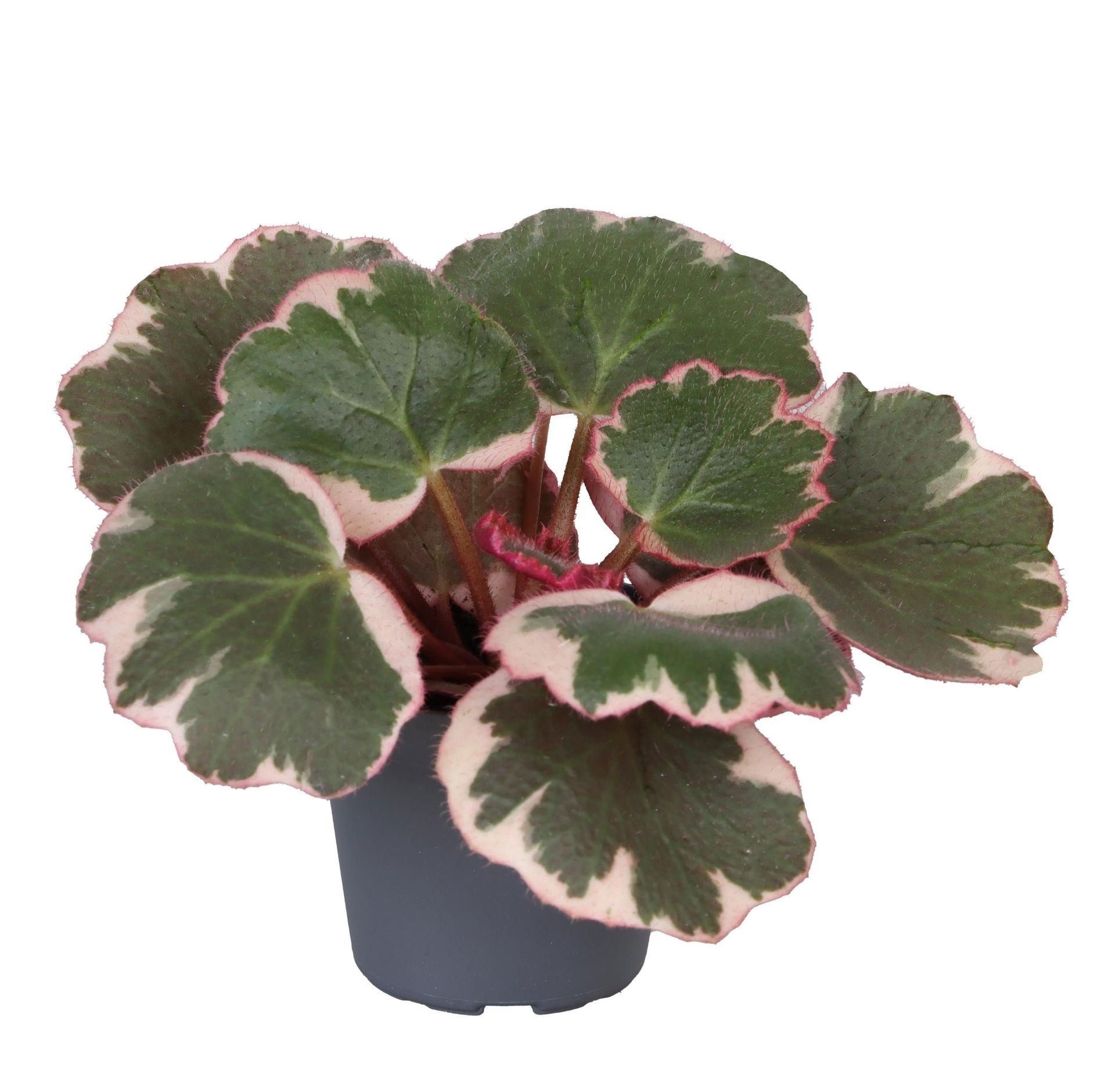 Saxifraga Variegata