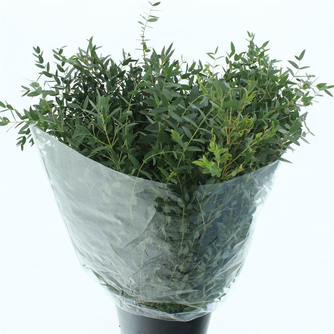 Euc Parvifolia P Bs