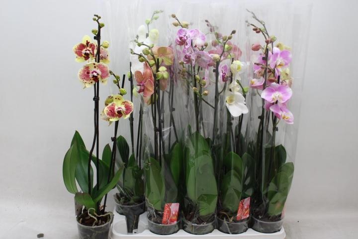 Phal Gem 7 Kl 12P 70H 2TAK 18bloem 23bloei