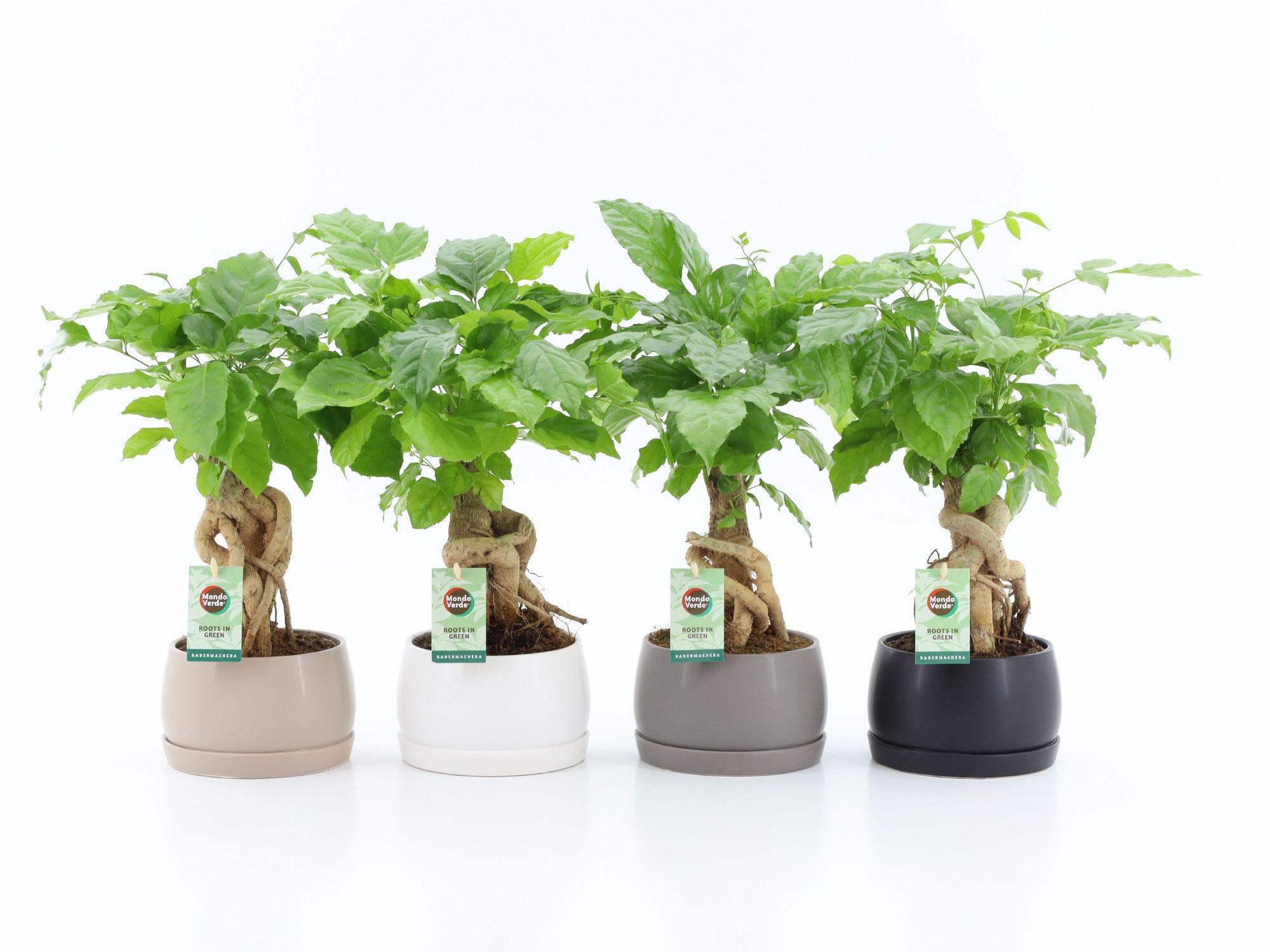 Radermachera sinica | Hamiplant