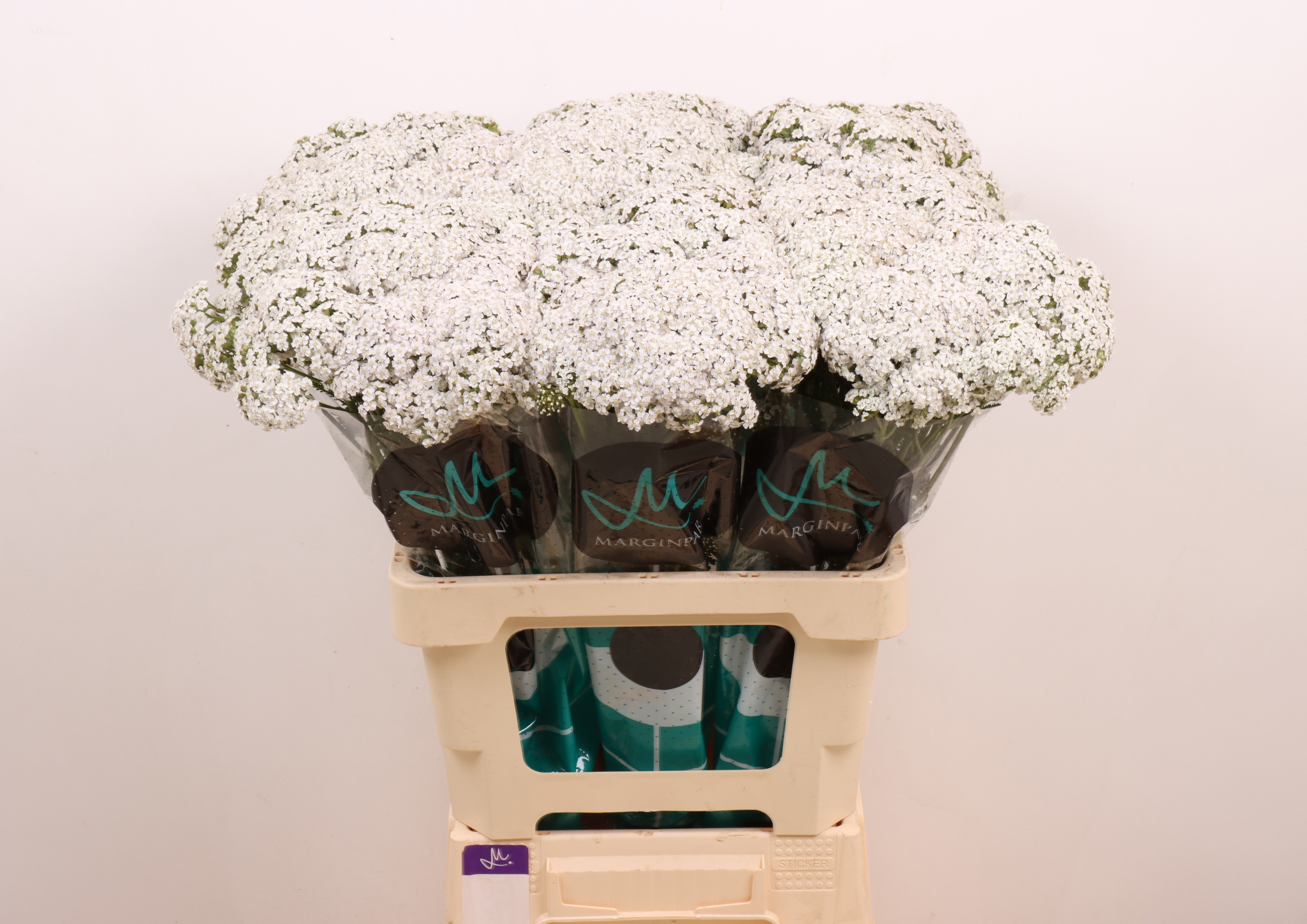 Achillea Neon Moon 60cm