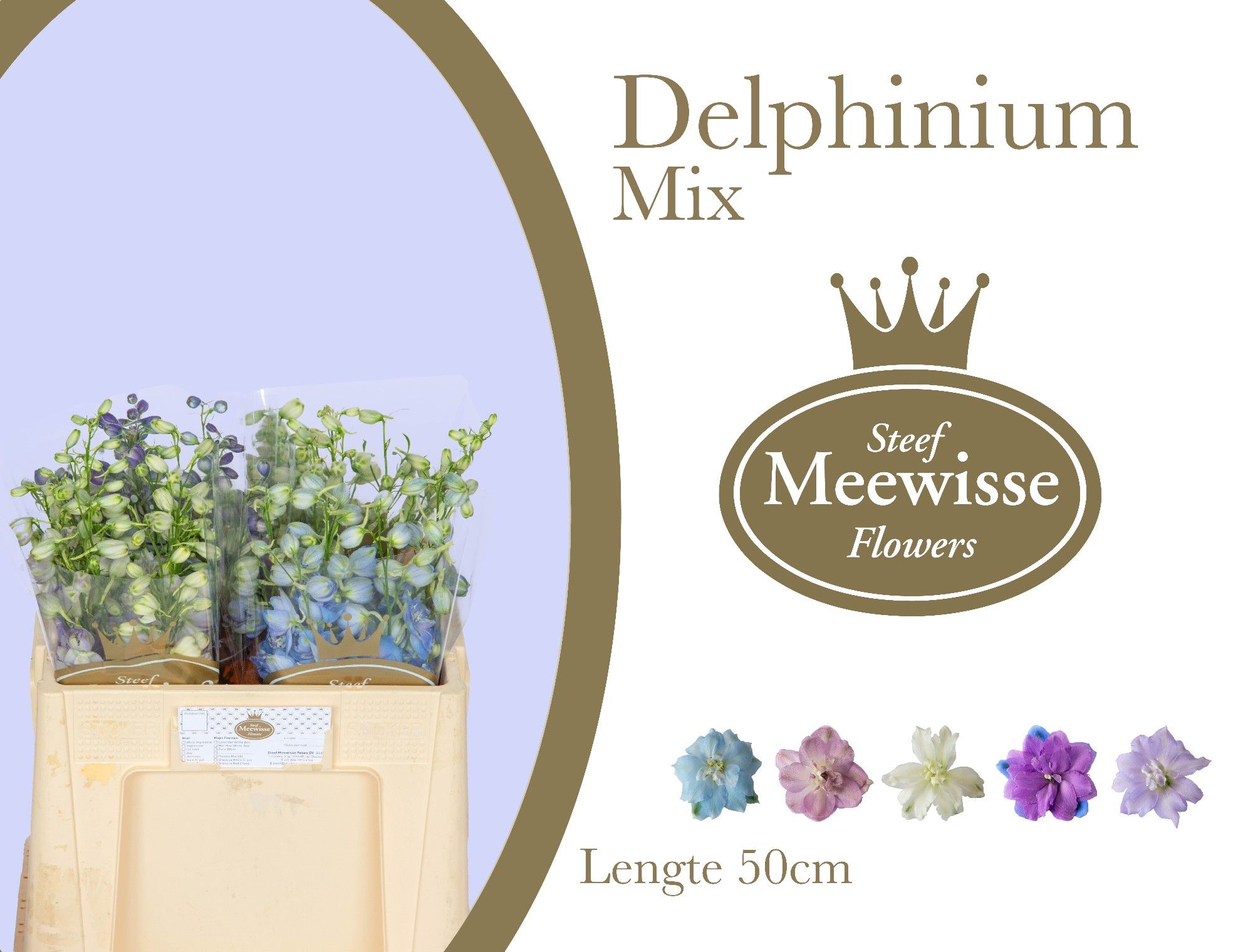 Delphinium El Mixed 50cm