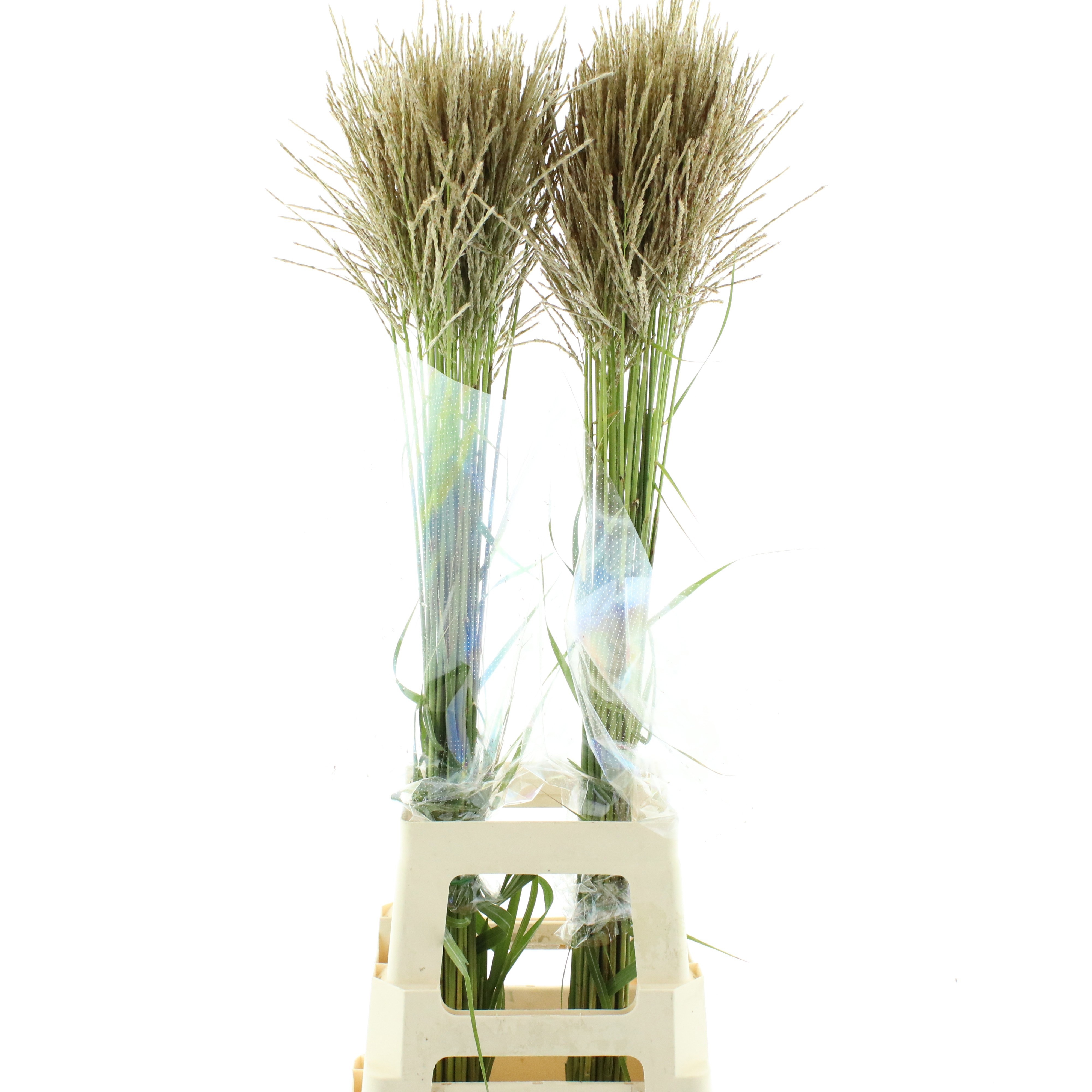 Miscanthus Sinensis 100cm