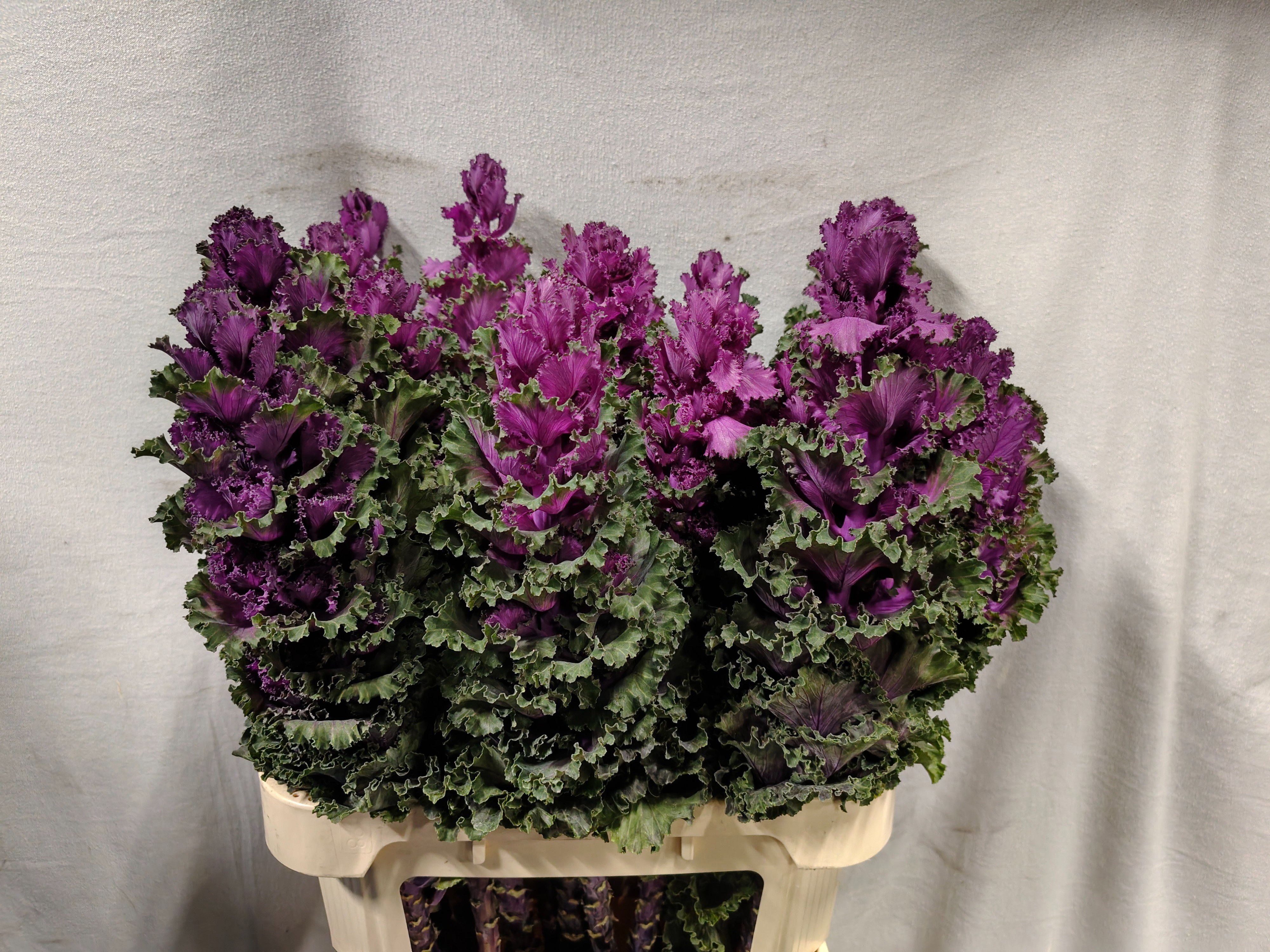 Brassica Crane Ruffle Red 80cm