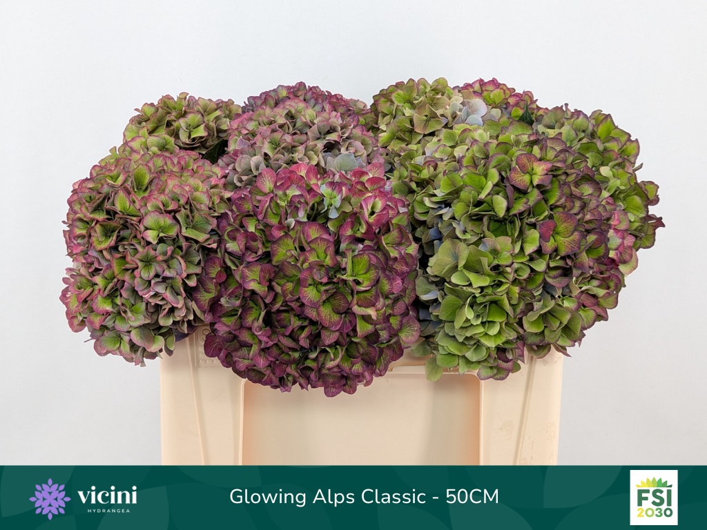 Hydrangea Glowing Alps Classic Purple 50cm 18Ø