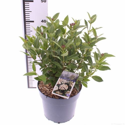 Viburnum tinus 'Ladybird' p21 Snepvangers