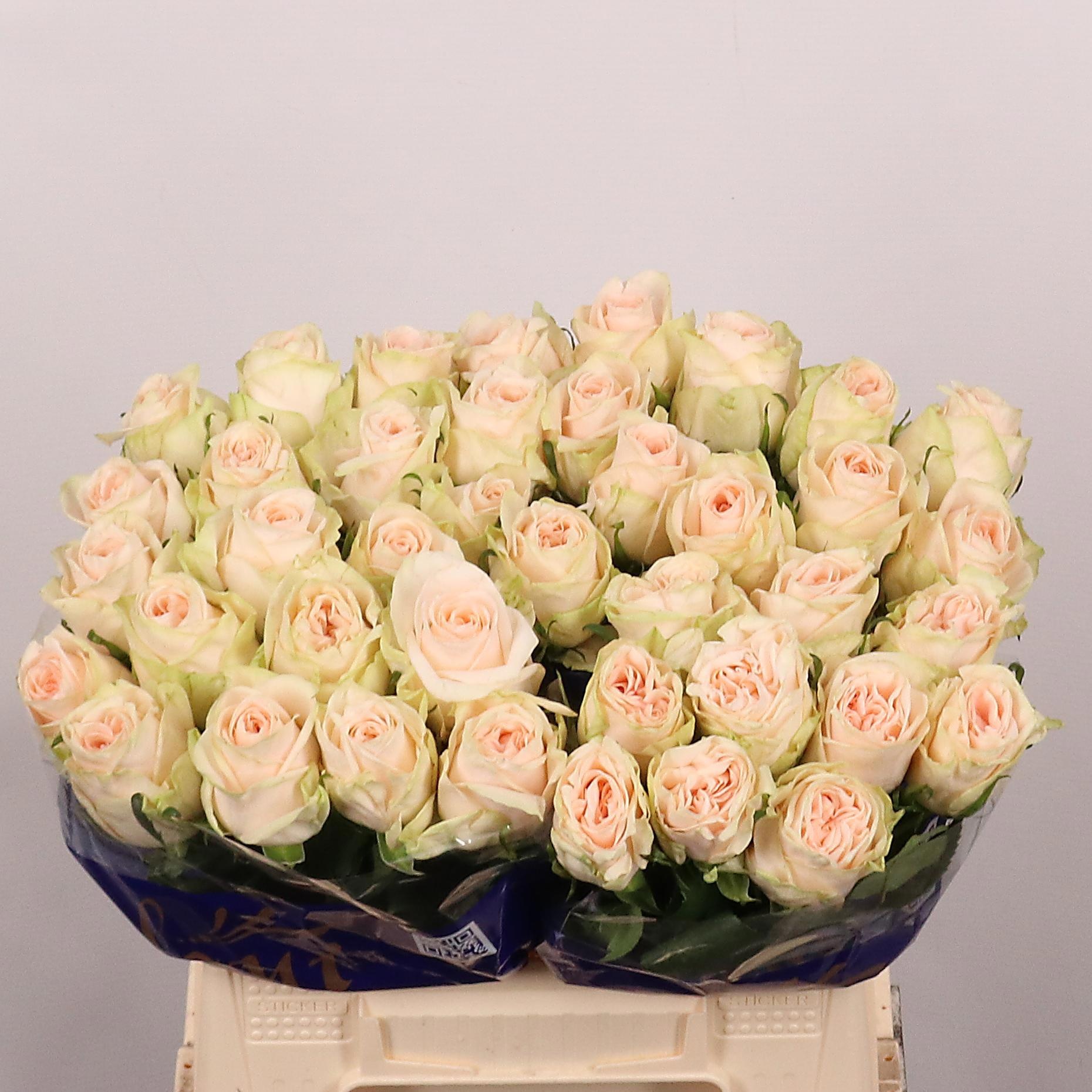 Rosa Wedding Rose 40cm