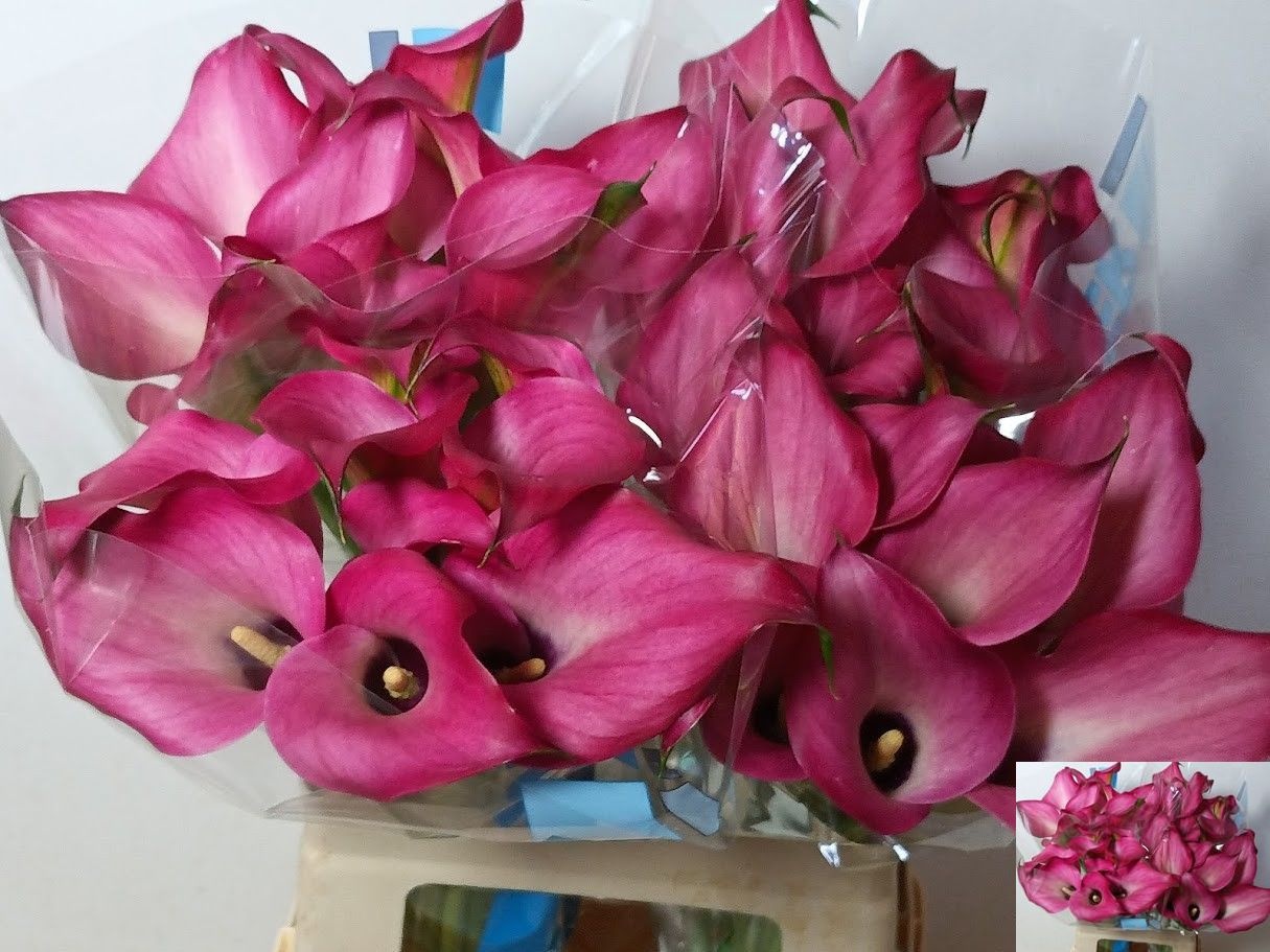 Calla Zazu 60cm