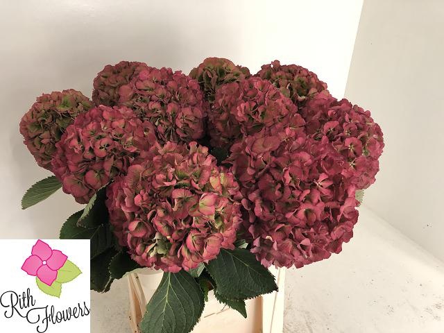 Hydrangea Elbtal Classic Pink 80cm 25Ø
