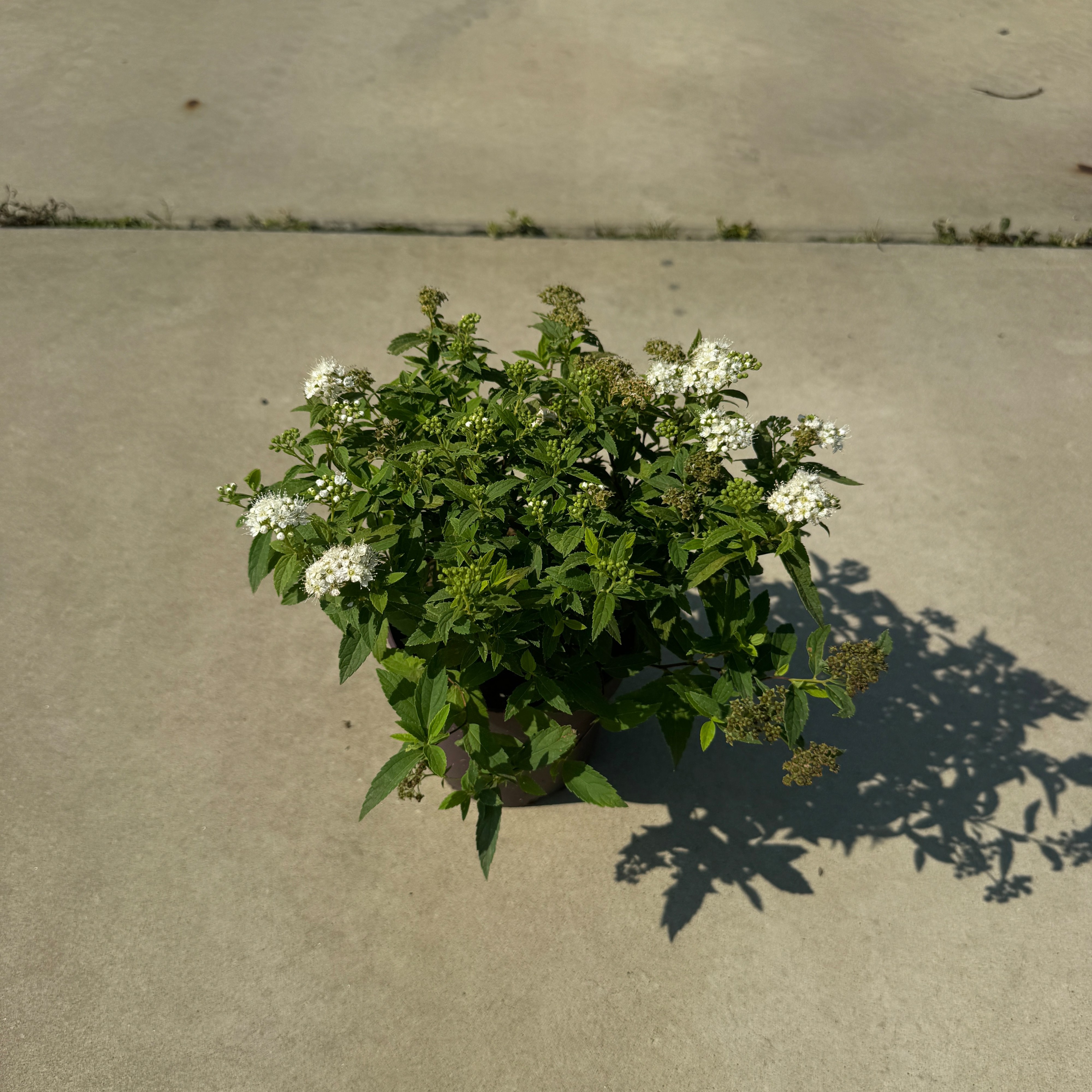 Spiraea japonica 'Albiflora'