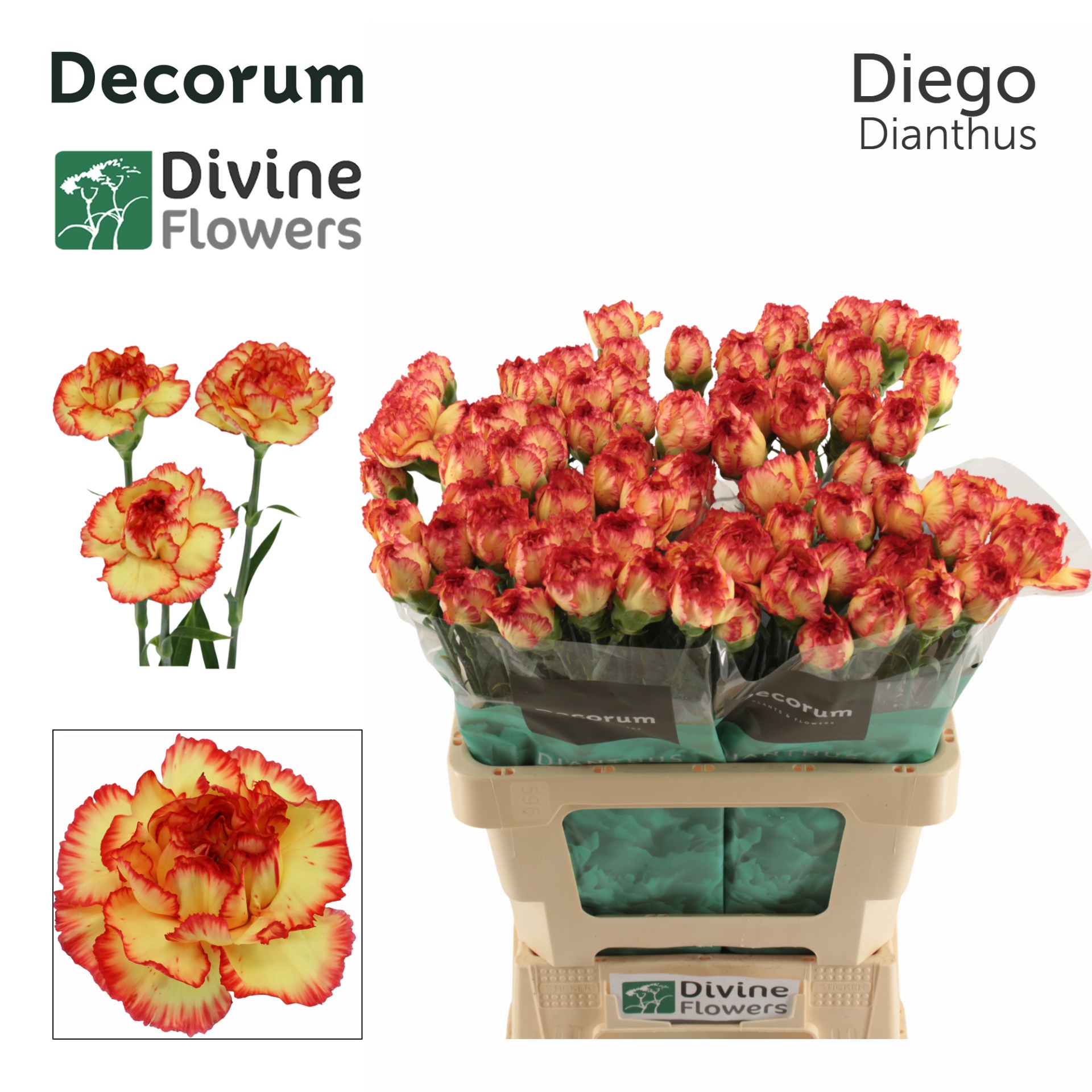 Di St Diego
