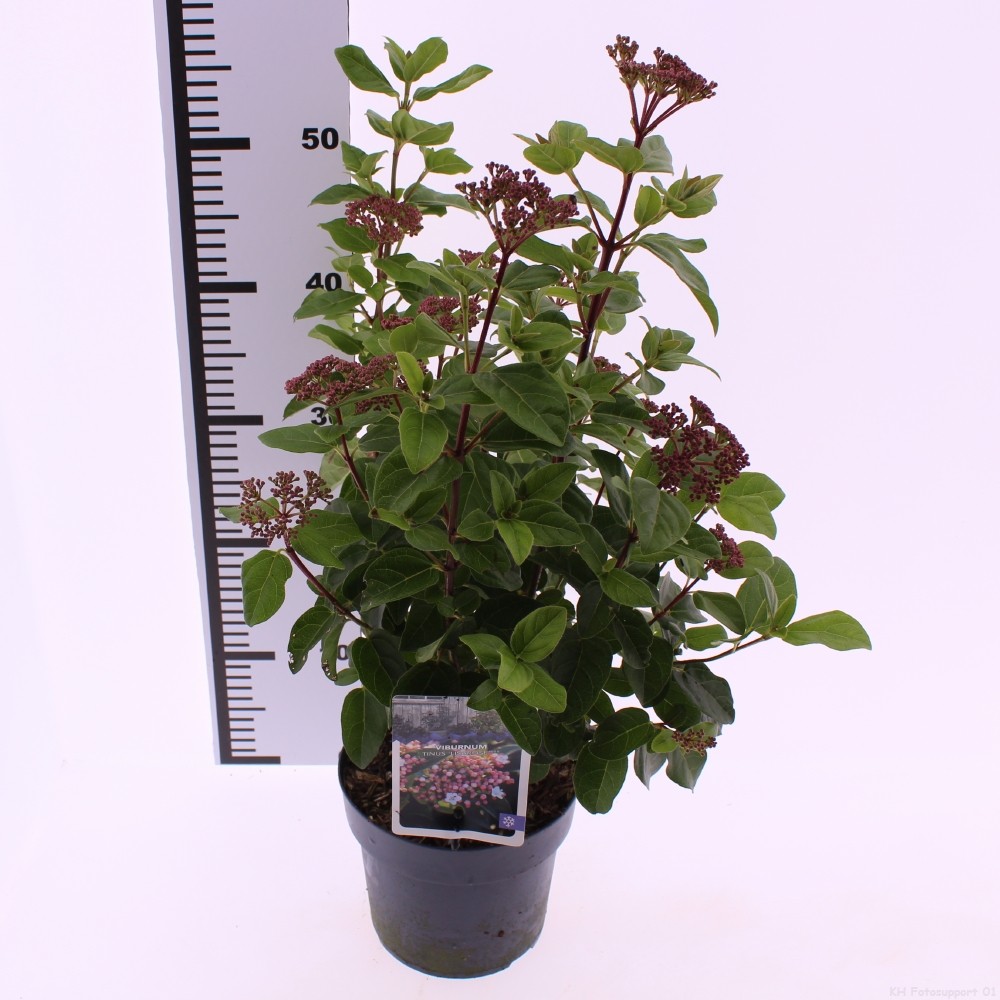 Picture of Viburnum tinus Lisarose P17 25CM (LOOSE)