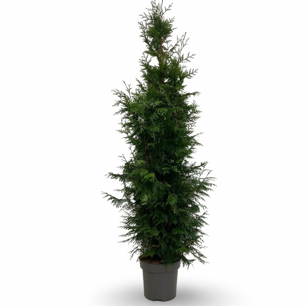 Picture of Thuja plicata 'Excelsa'