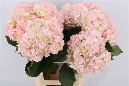 Hydr Ov Klb H%