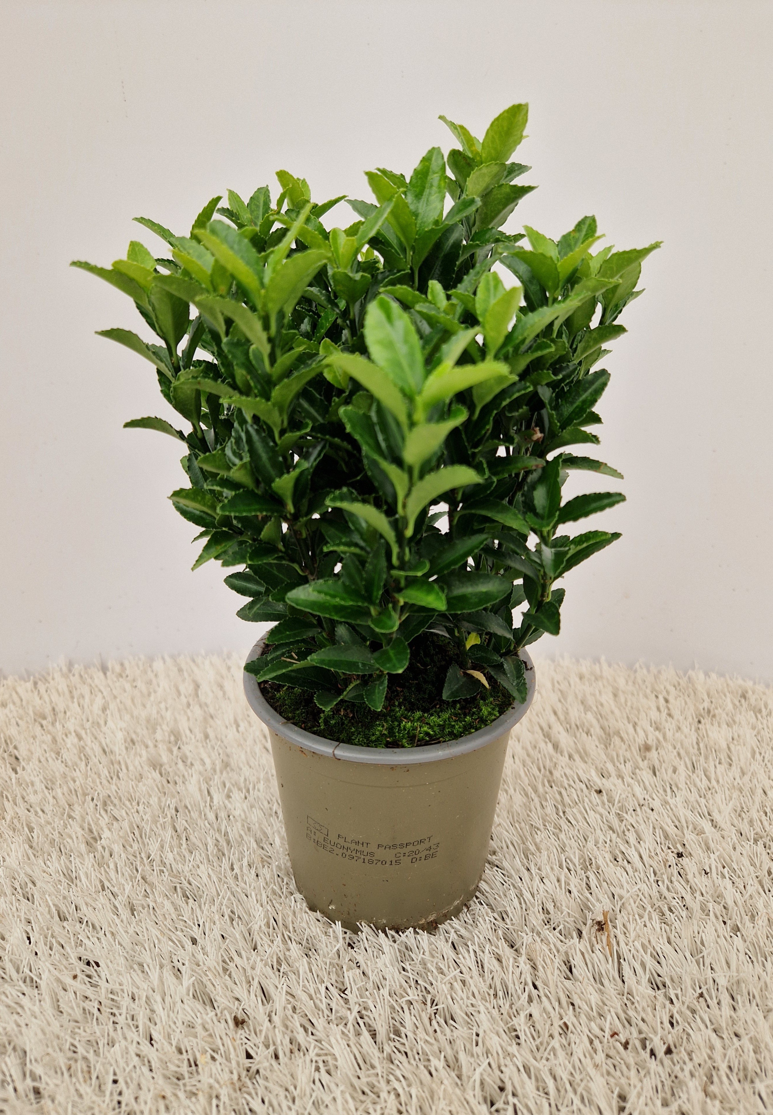 Picture of Euonymus Green Spire P10.5 25CM