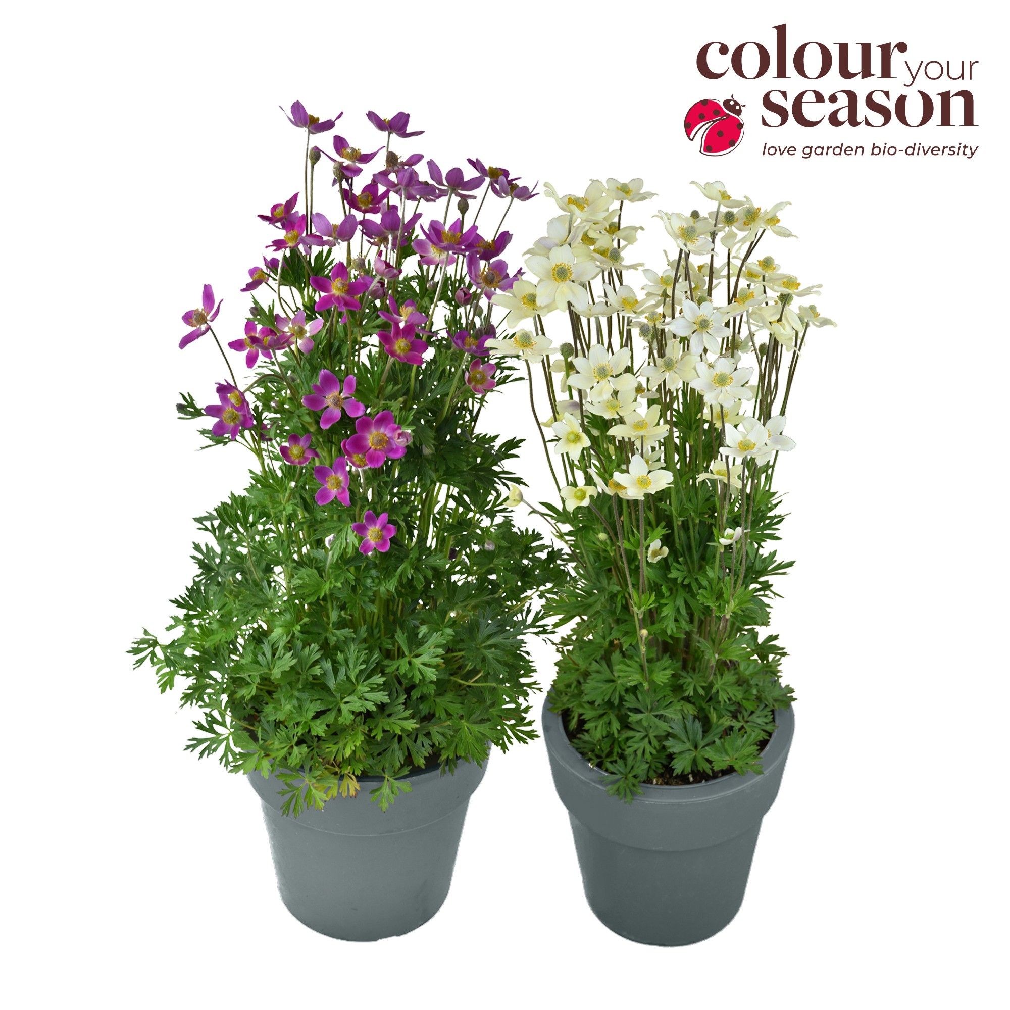 Anemone Spring Beauty Mixlaag
