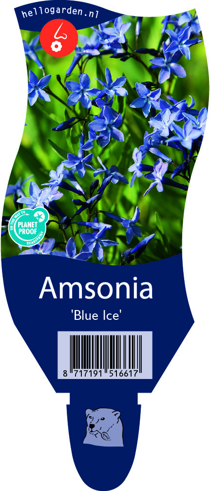 Amsonia 'Blue Ice'