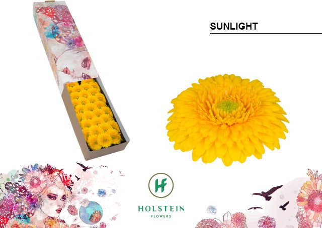 Ge Bv Pom Sunlight