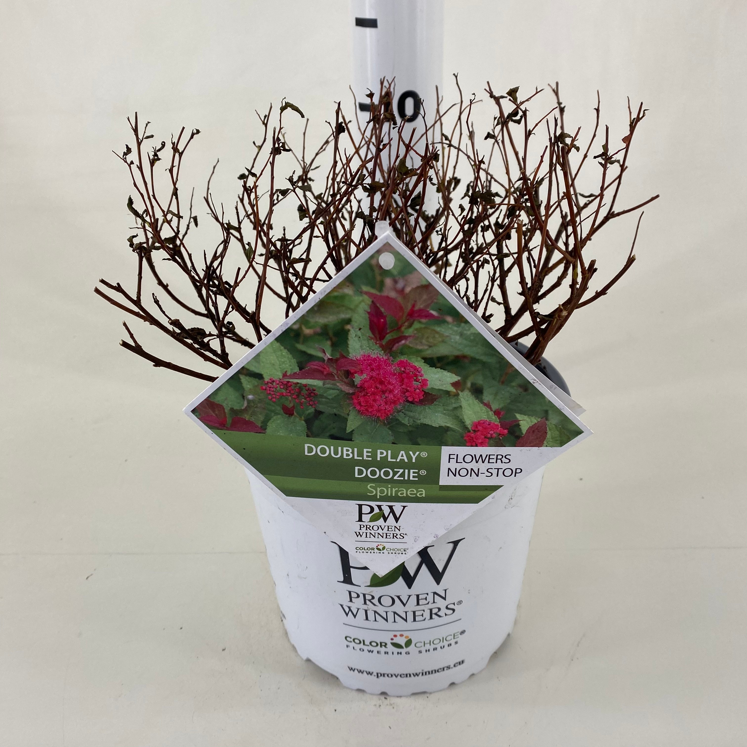 Picture of Spiraea jap. Double Play ® Doozie P19 (3 Ltr) (LOOSE)