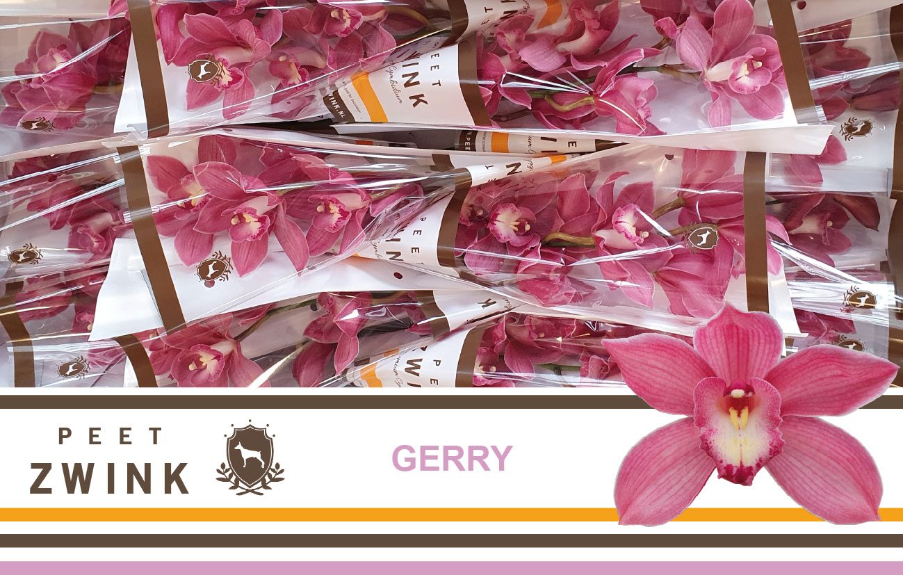 Cymbidium Gerry 5/8bl