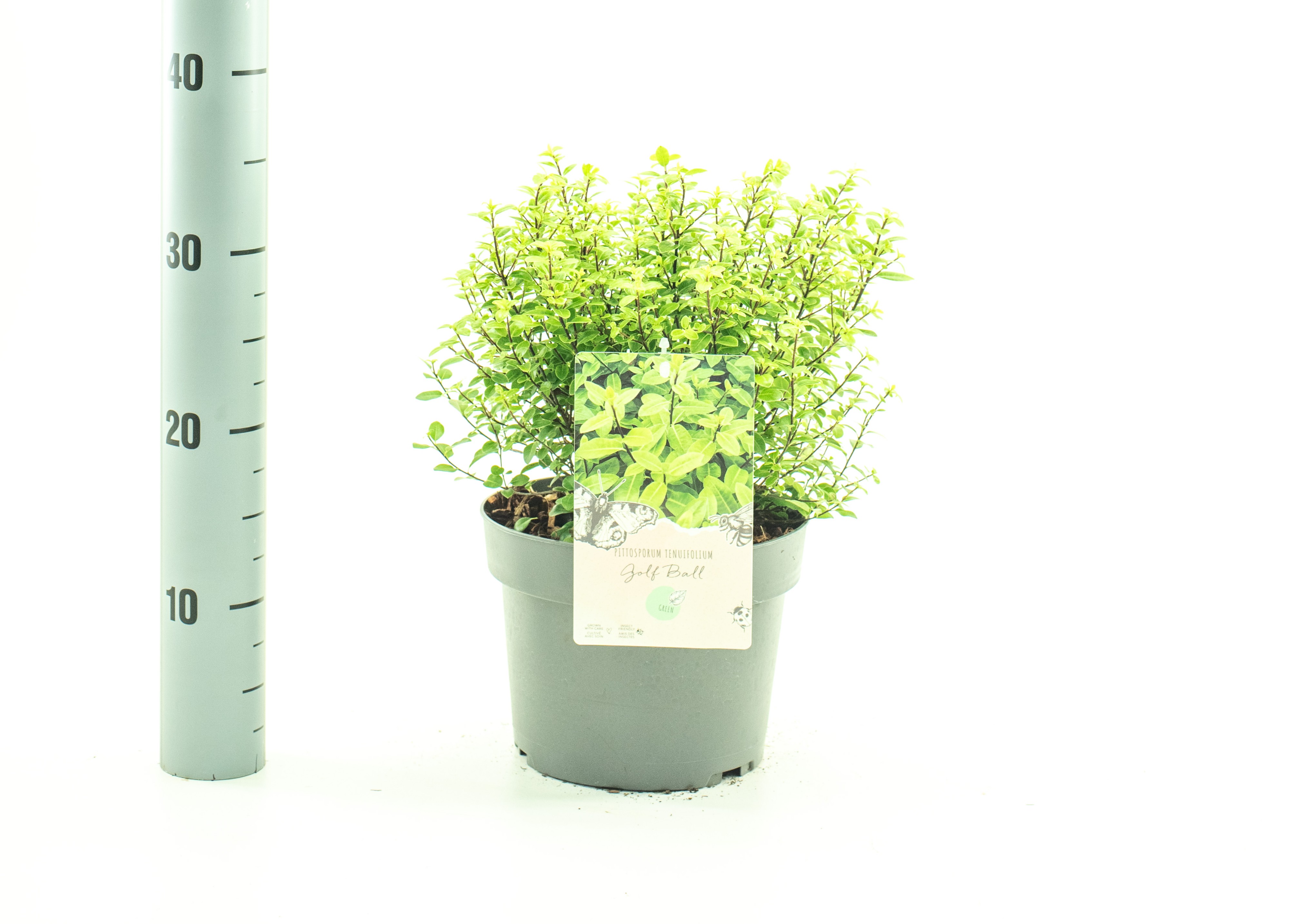 Picture of Pittosporum ten. Golf Ball P19 (3 Ltr)