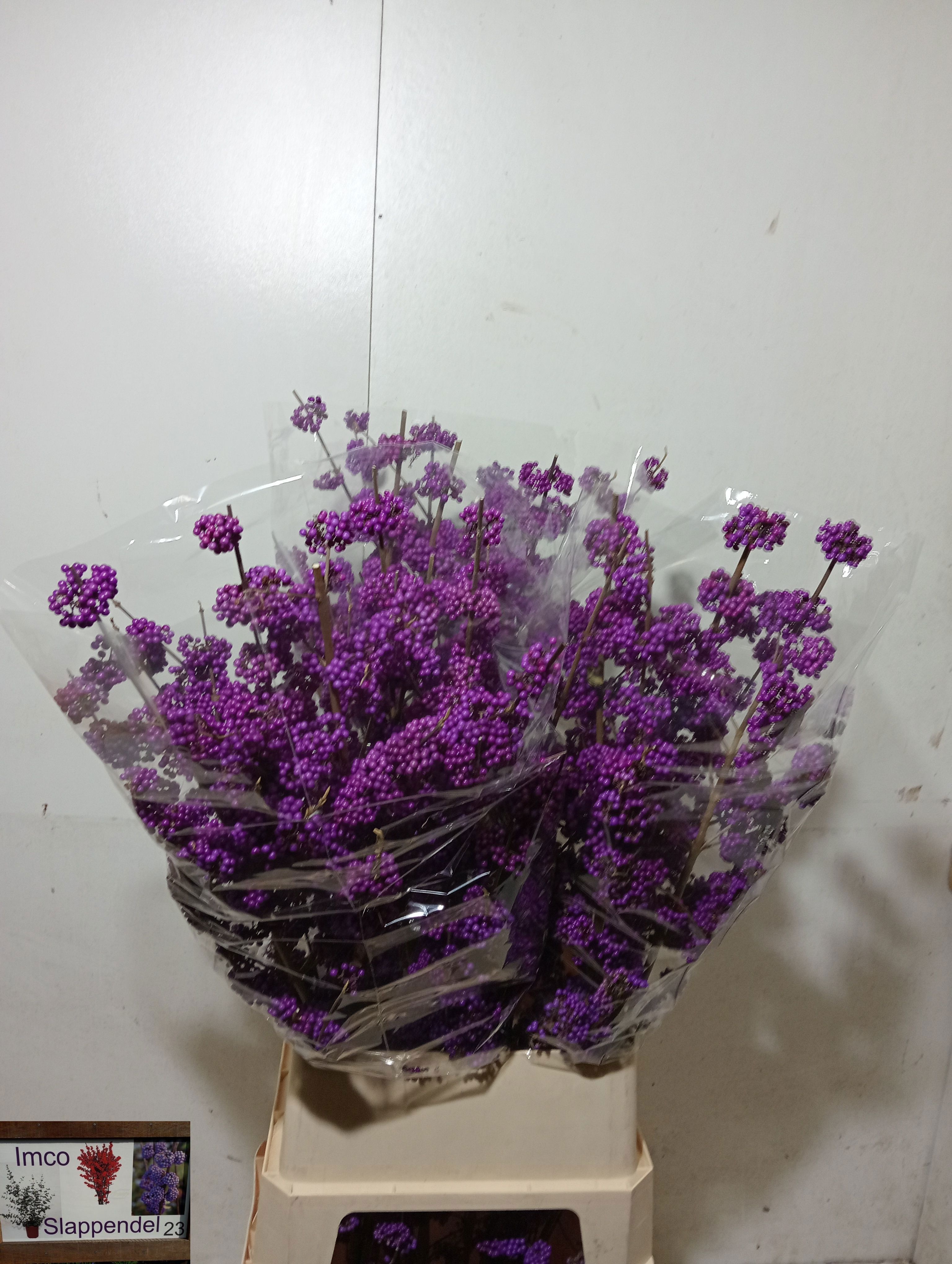 Callicarpa Bod Giraldi(imp) 110cm