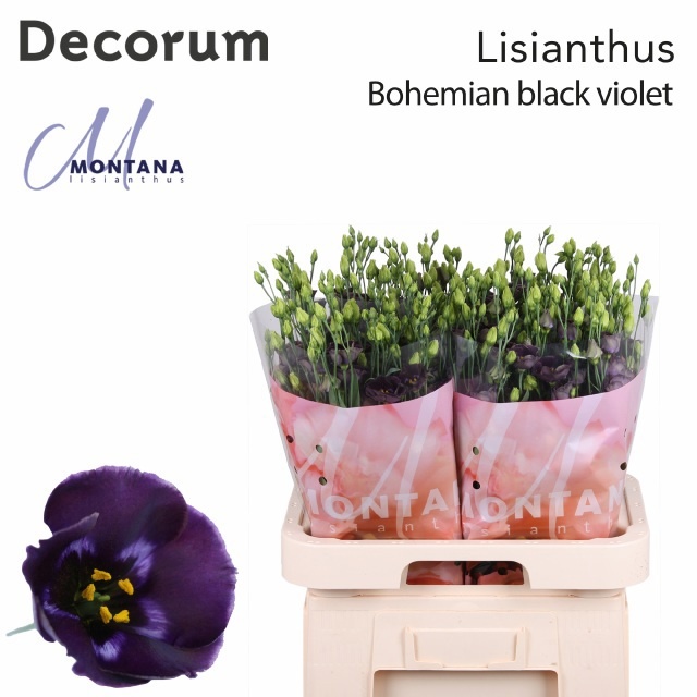 Eus E Bohemi Blk Vio