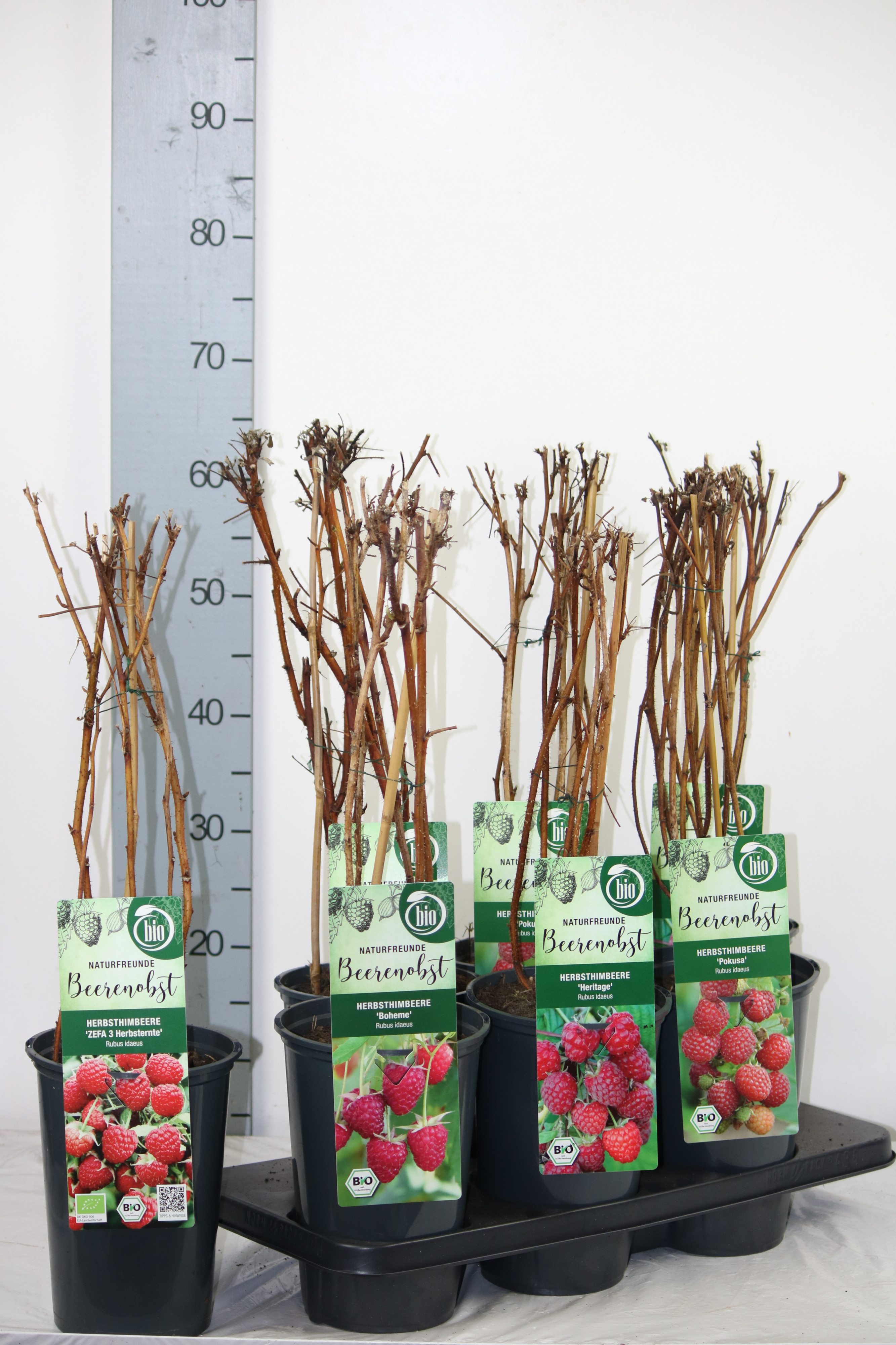 Rubus BIO Rubus idaeus i.S. Herbstsortiment DE-ÖKO-006