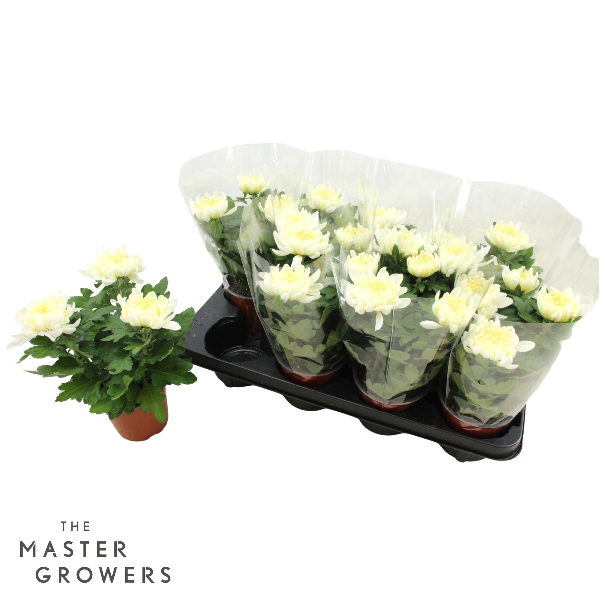 Deco Chrysant White 12cm 3pp