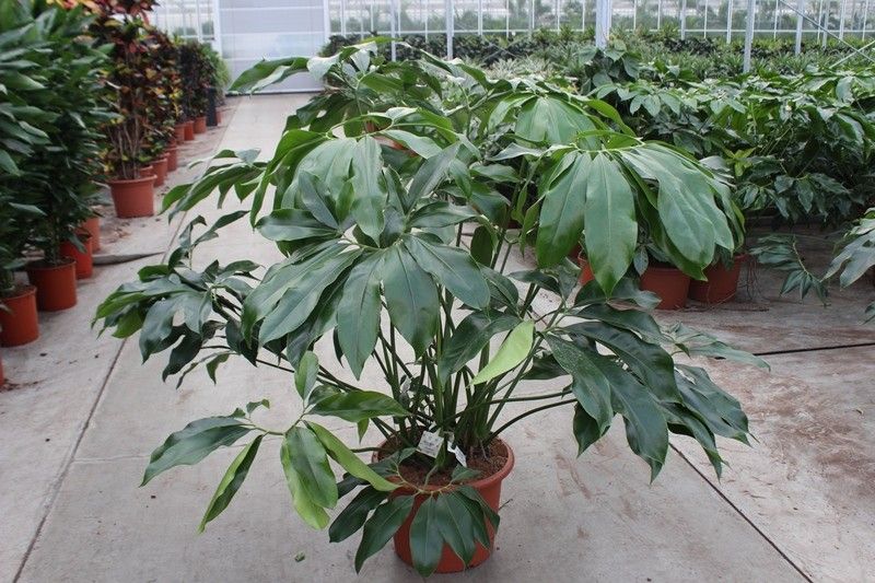 Philodendron Green Wonder | Hamiplant