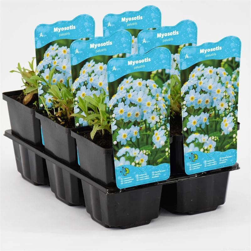 Myosotis palustris