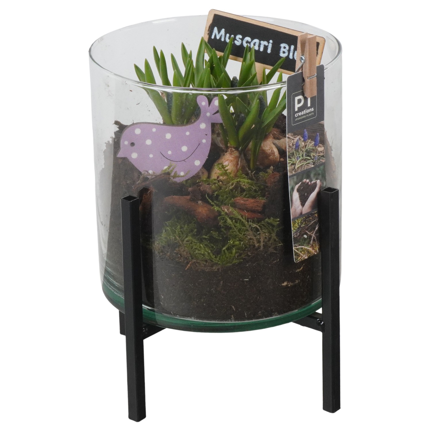 Picture of PTMB1008 Arrangement Muscari in glass cylinder on metal rack P15 25CM