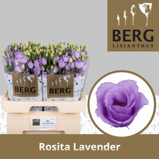 Eus G Rosi Lavender