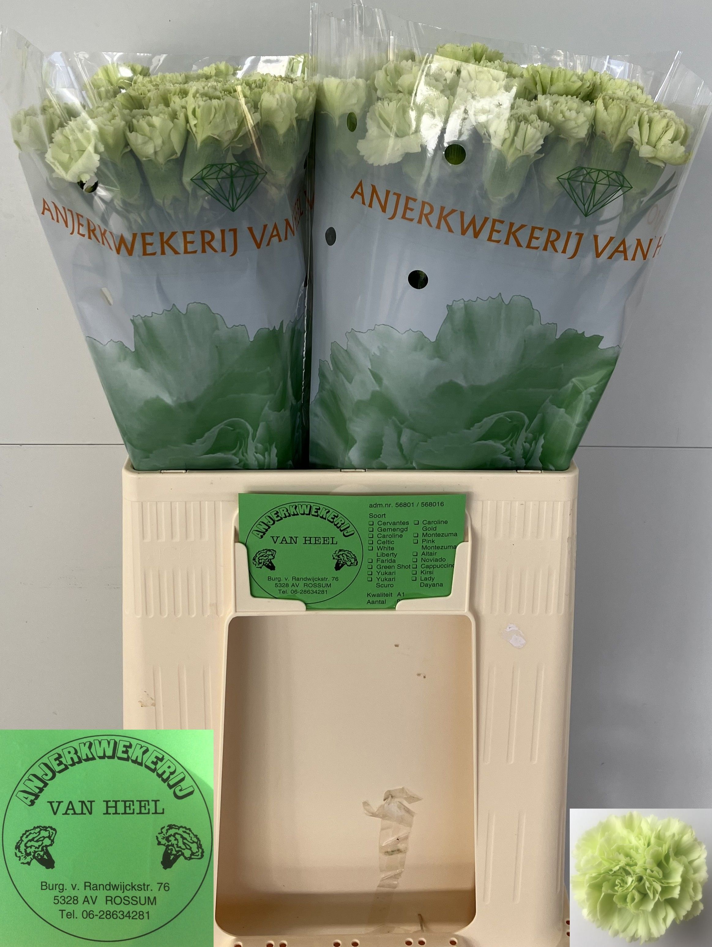 Dianthus St Green Shot 60cm