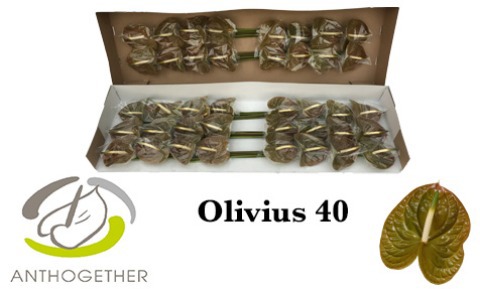 Anth A Olivius