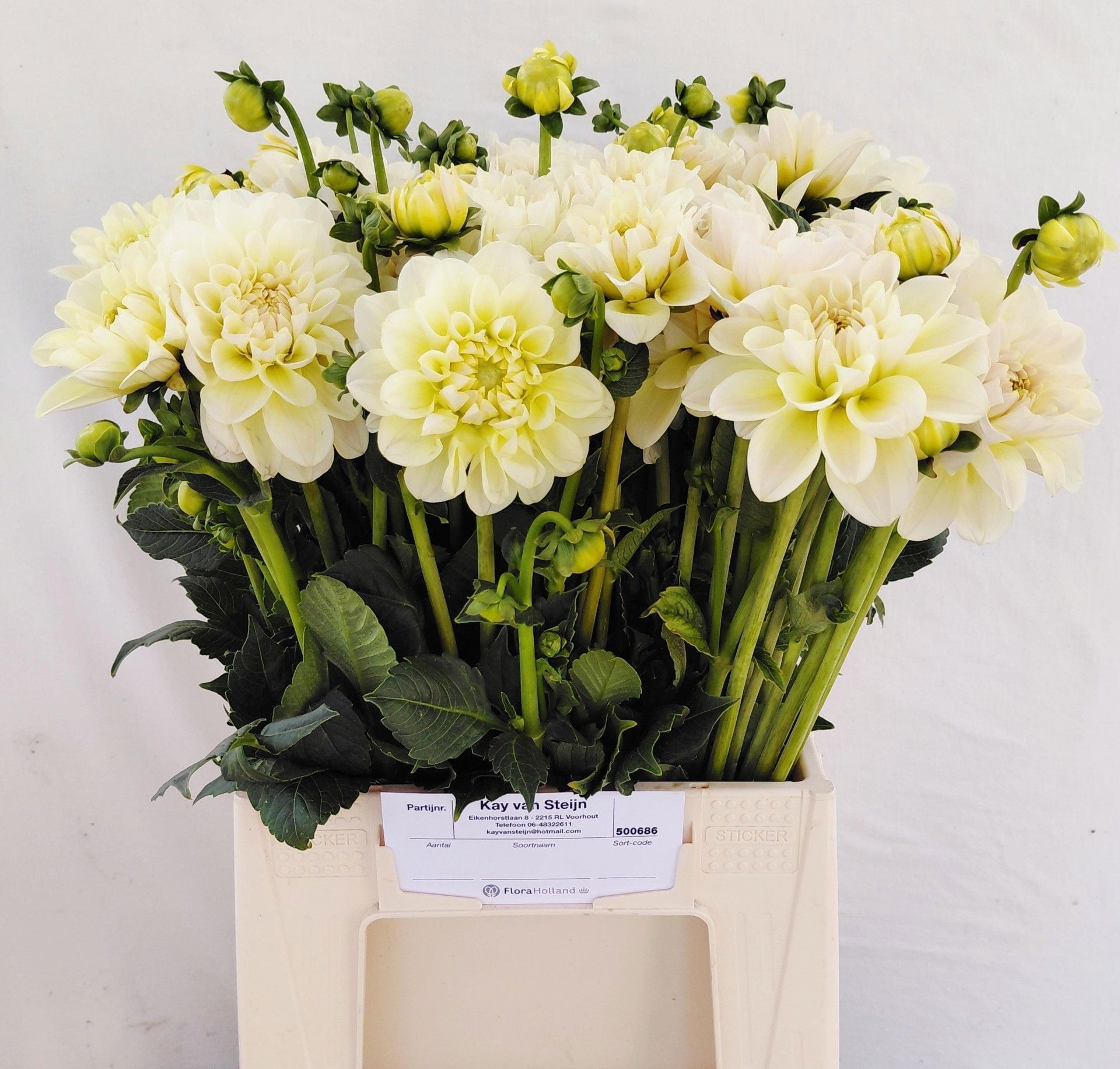 Dahlia 50cm