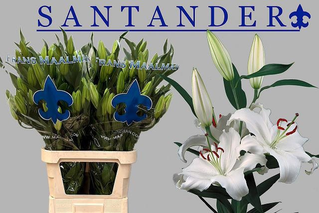 Lilium Or Santander 100cm 5/7bl